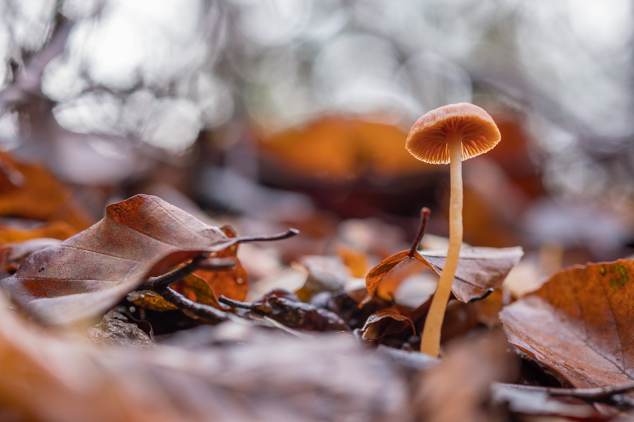 Free download wallpaper Nature, Macro, Earth, Mushroom on your PC desktop