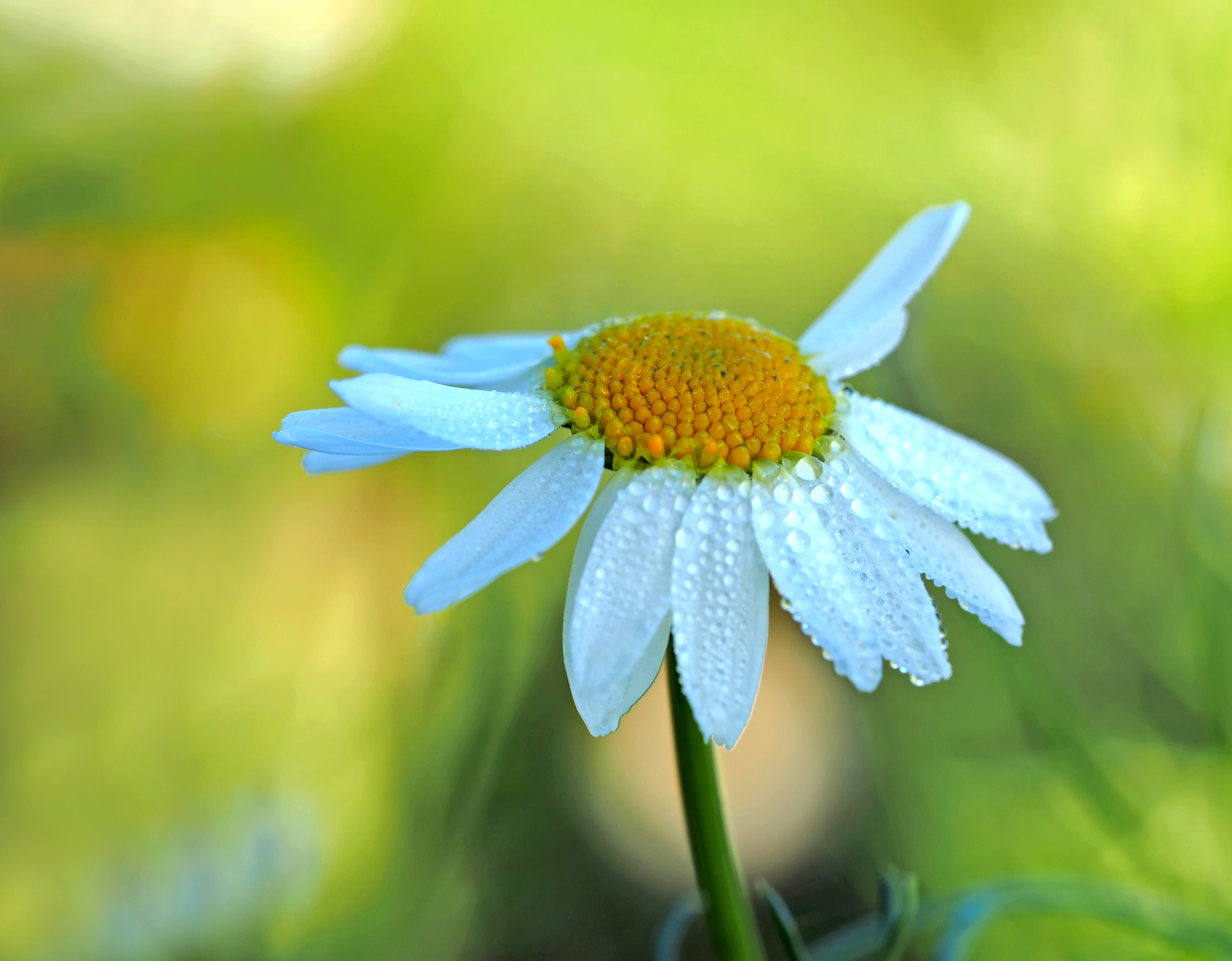 Download mobile wallpaper Chamomile, Smooth, Petals, Camomile, Drops, Blur, Macro for free.