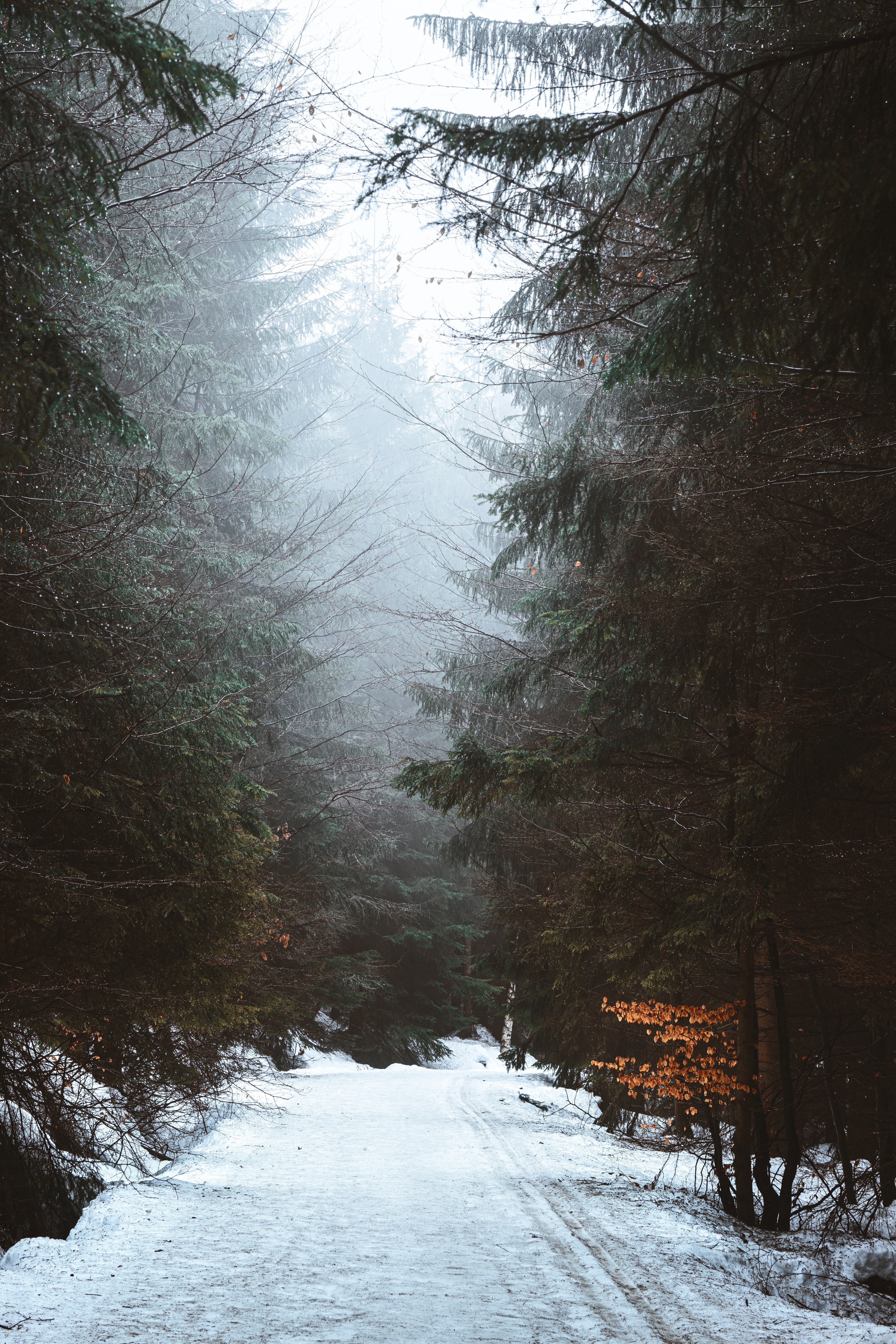 Free download wallpaper Winter, Snow, Forest, Fog, Nature, Road on your PC desktop