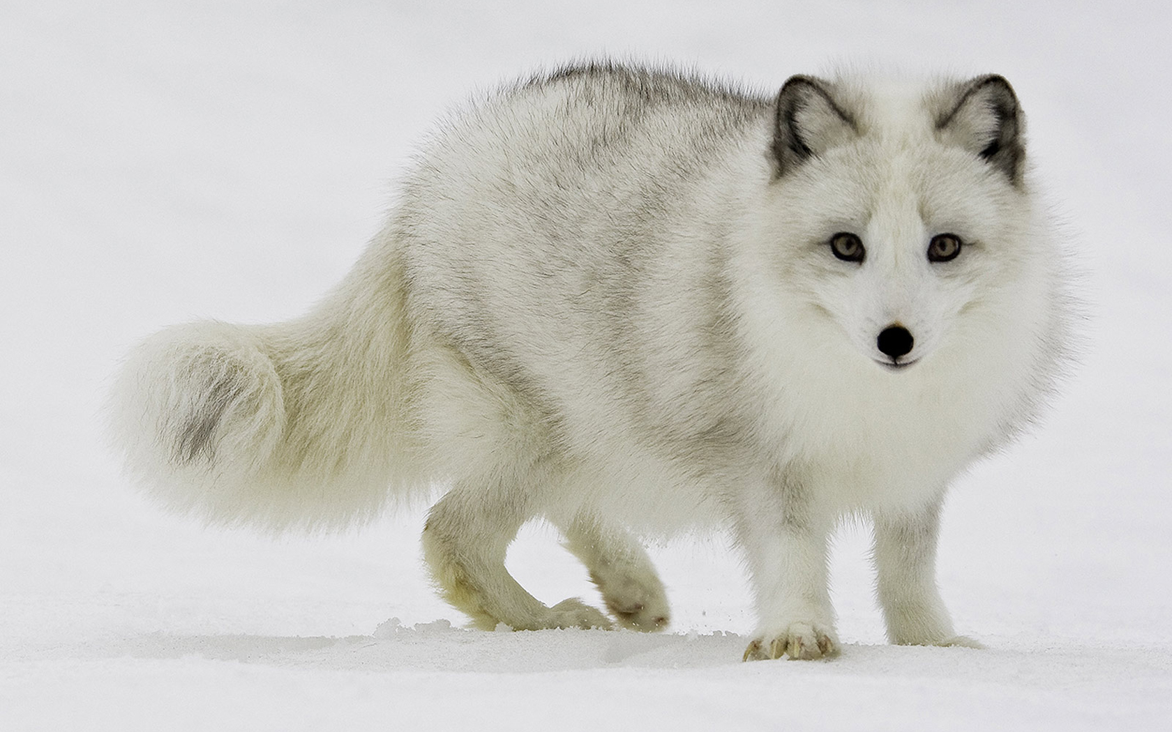 1435518 baixar papel de parede animais, raposa do ártico - protetores de tela e imagens gratuitamente