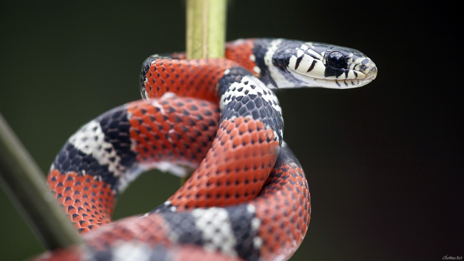 356245 Protetores de tela e papéis de parede Cobra Coral Falsa em seu telefone. Baixe  fotos gratuitamente