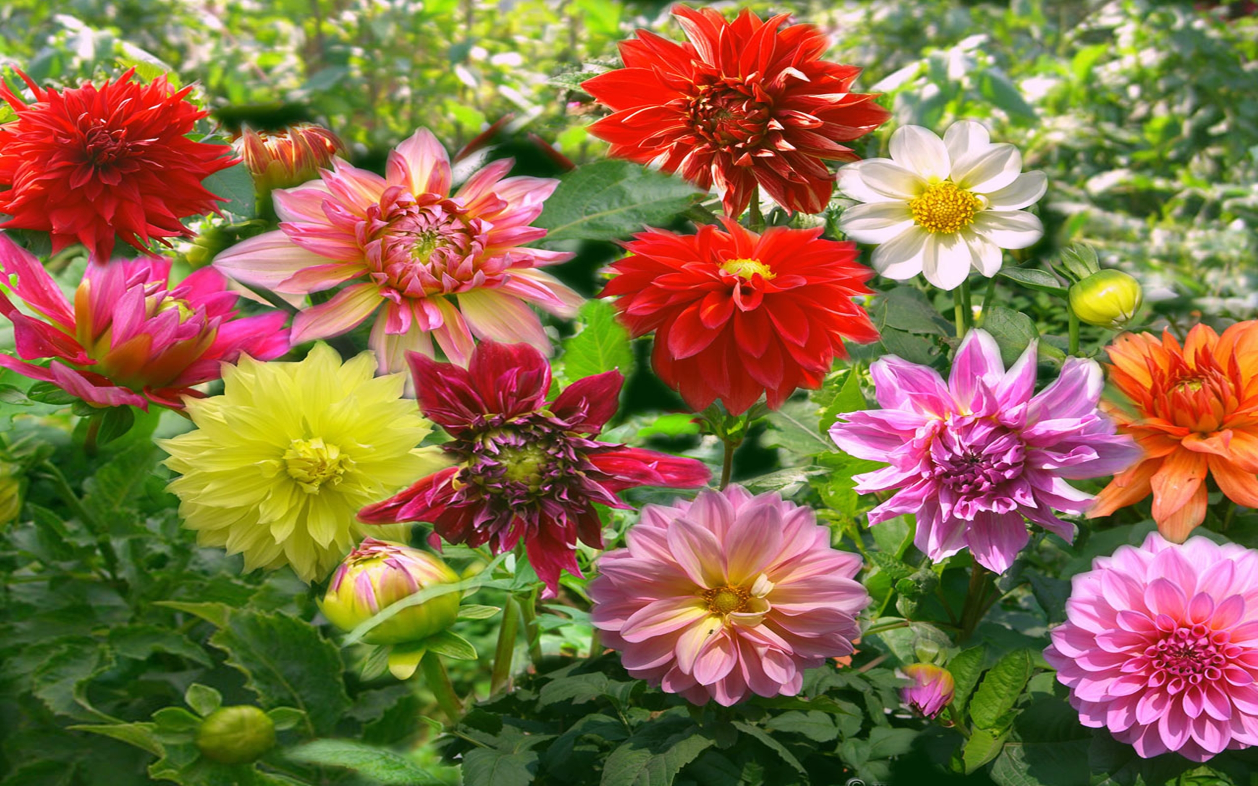Free download wallpaper Flowers, Flower, Close Up, Earth, Colors, Colorful, Dahlia, Yellow Flower, White Flower, Red Flower, Pink Flower on your PC desktop