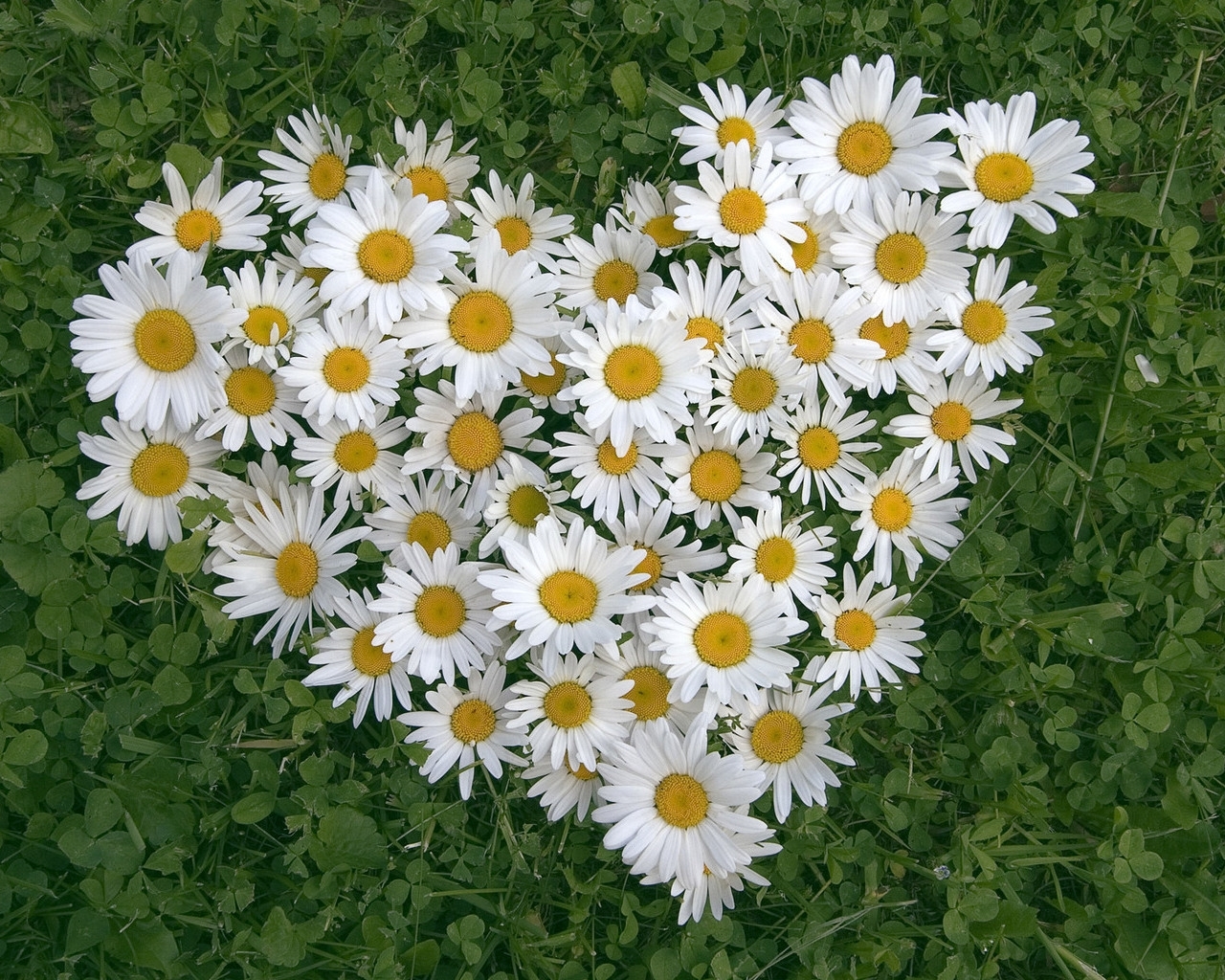 Download mobile wallpaper Camomile, Valentine's Day, Plants, Flowers, Hearts, Love for free.