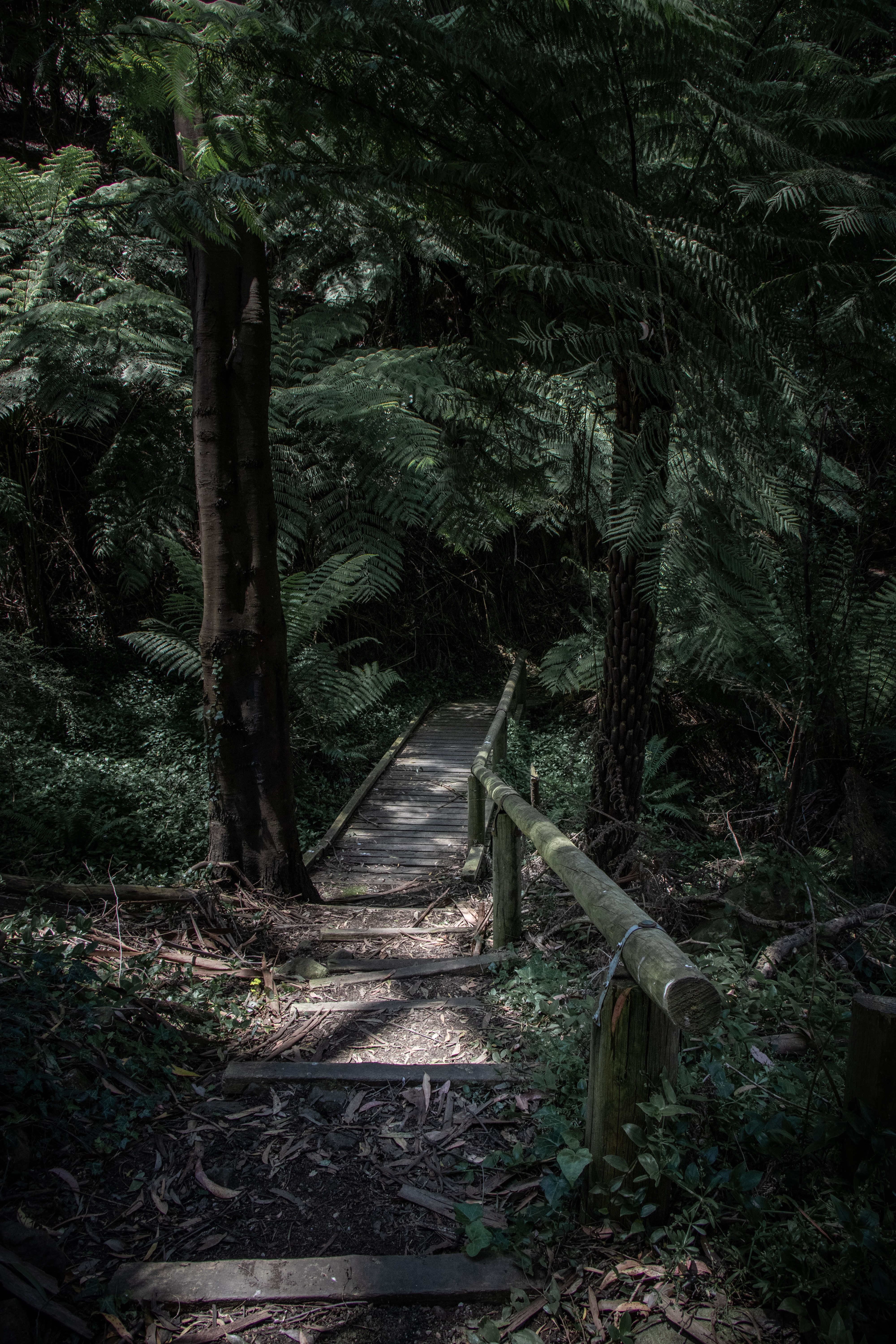 bridge, nature, trees, fern, forest, path High Definition image