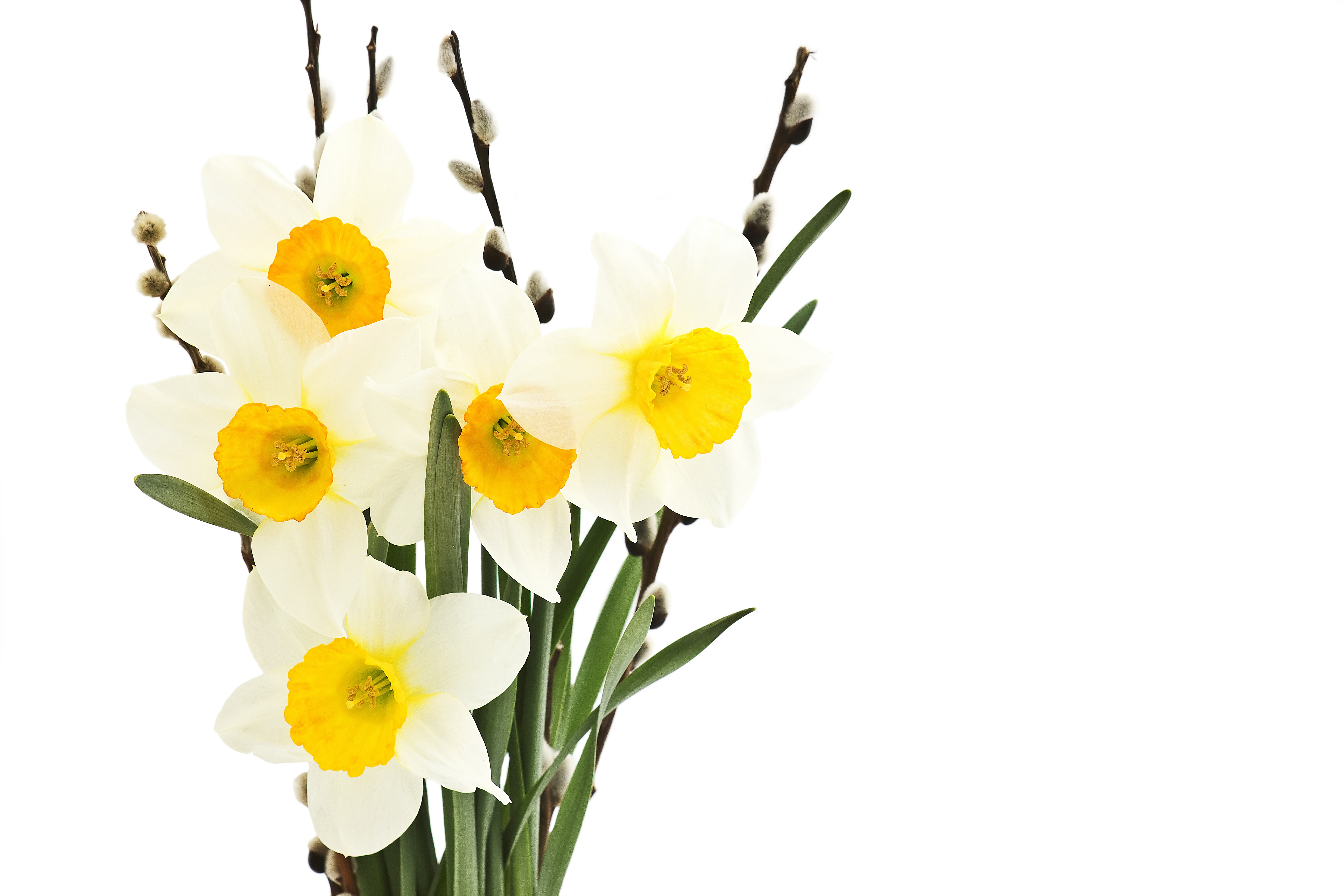 無料モバイル壁紙フラワーズ, 水仙, 花, 地球, 白い花をダウンロードします。