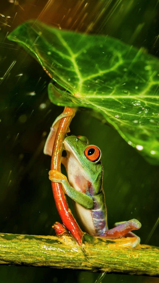 Download mobile wallpaper Rain, Frogs, Leaf, Animal, Frog, Tree Frog, Red Eyed Tree Frog for free.