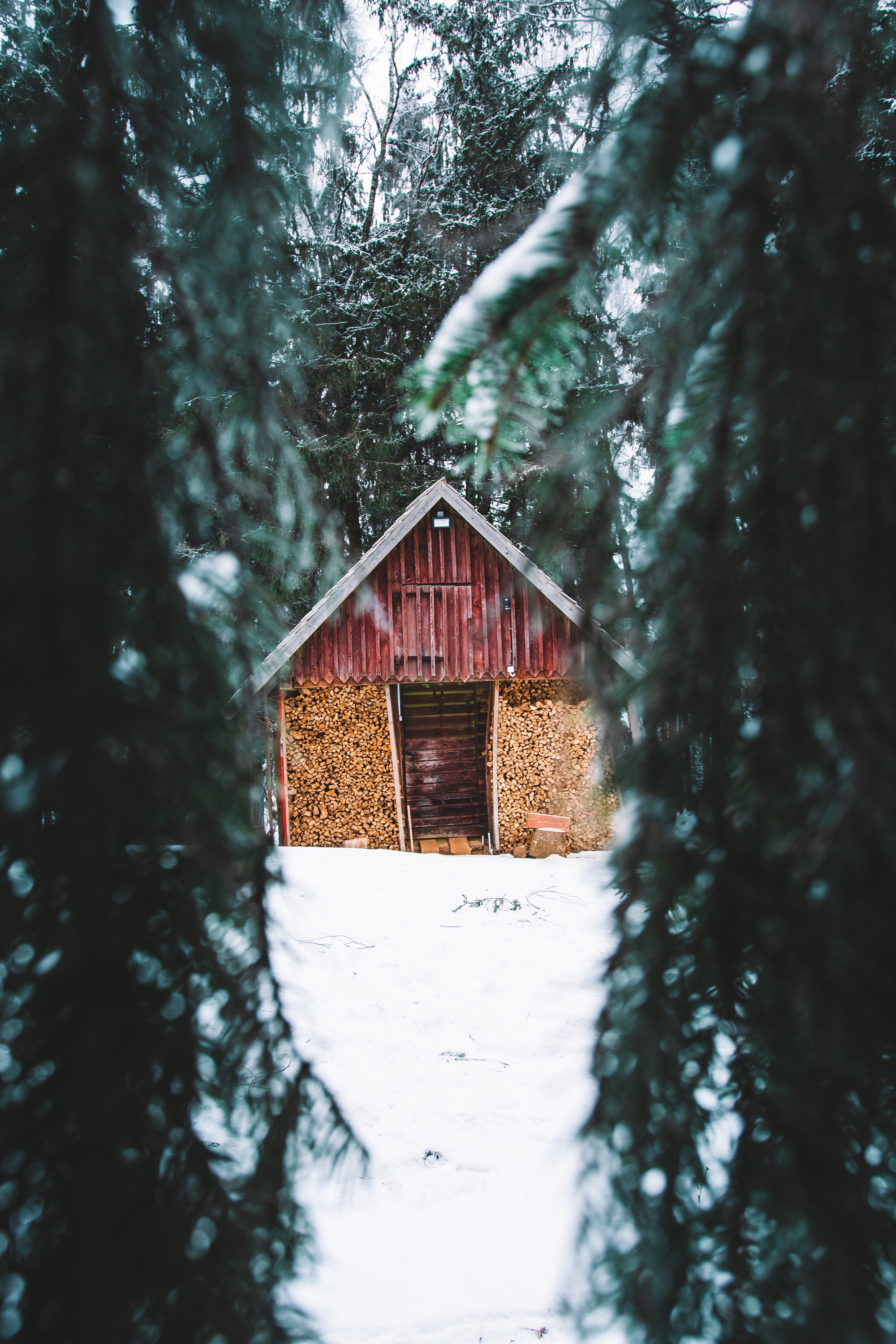 winter, nature, trees, snow, fir trees, hut