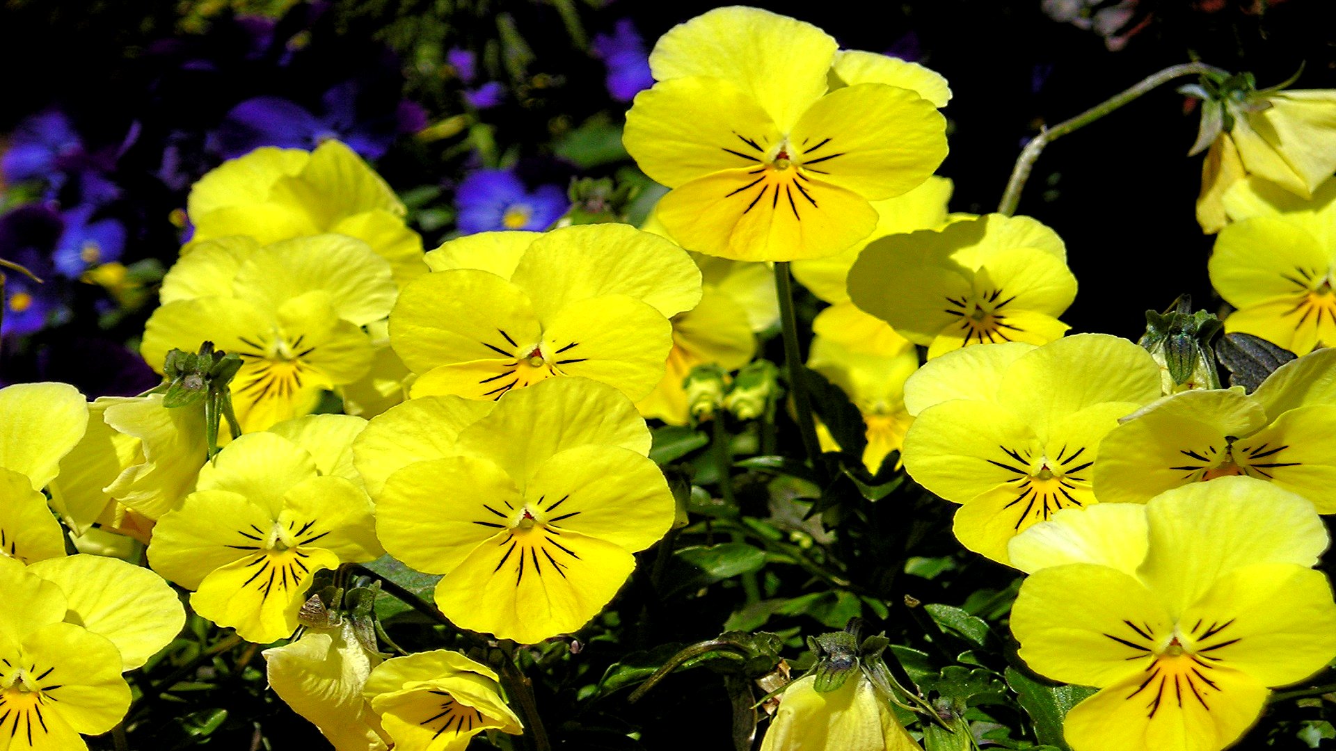 Téléchargez gratuitement l'image Fleurs, Fleur, Terre/nature sur le bureau de votre PC