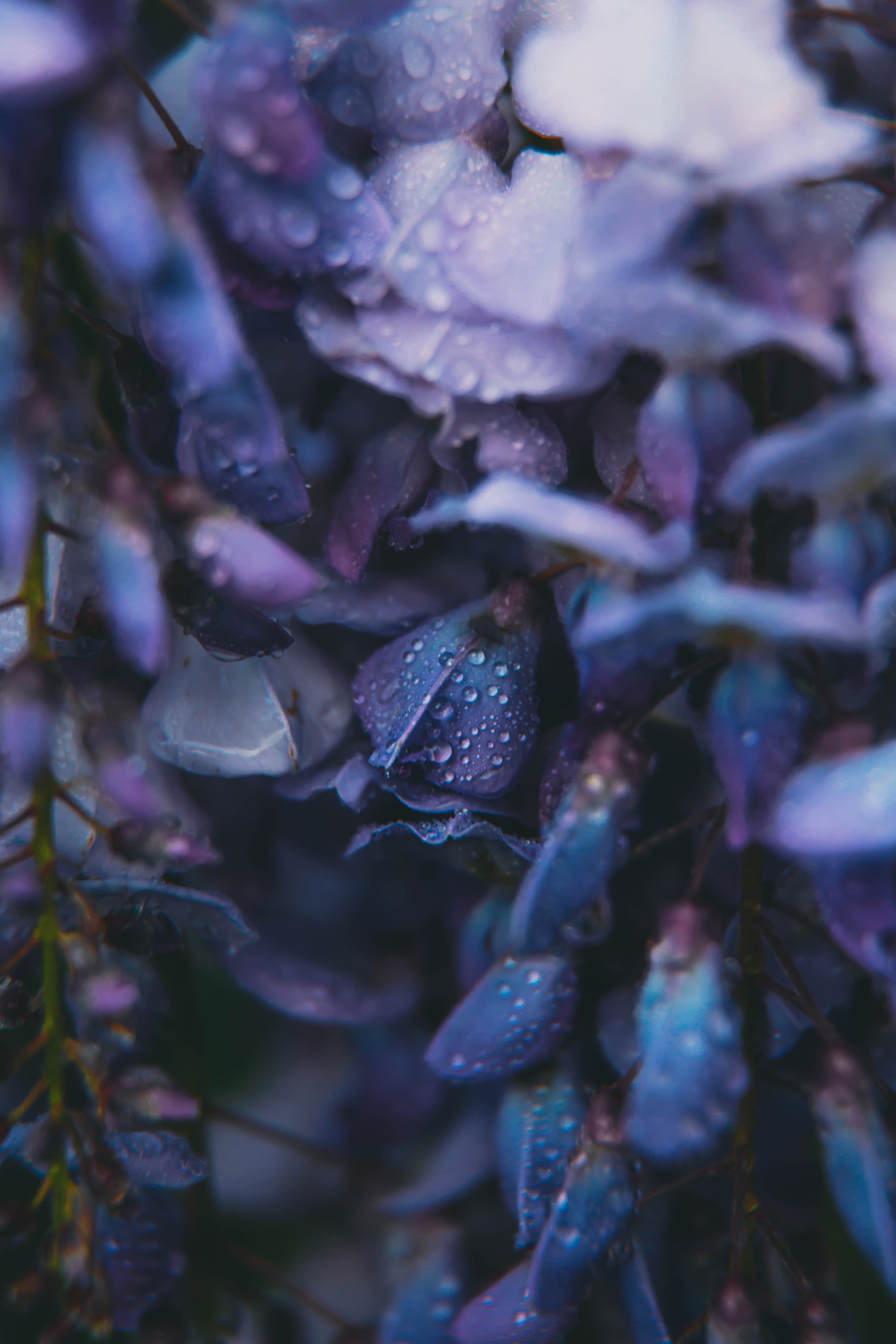 Free download wallpaper Flowers, Dew, Drops on your PC desktop