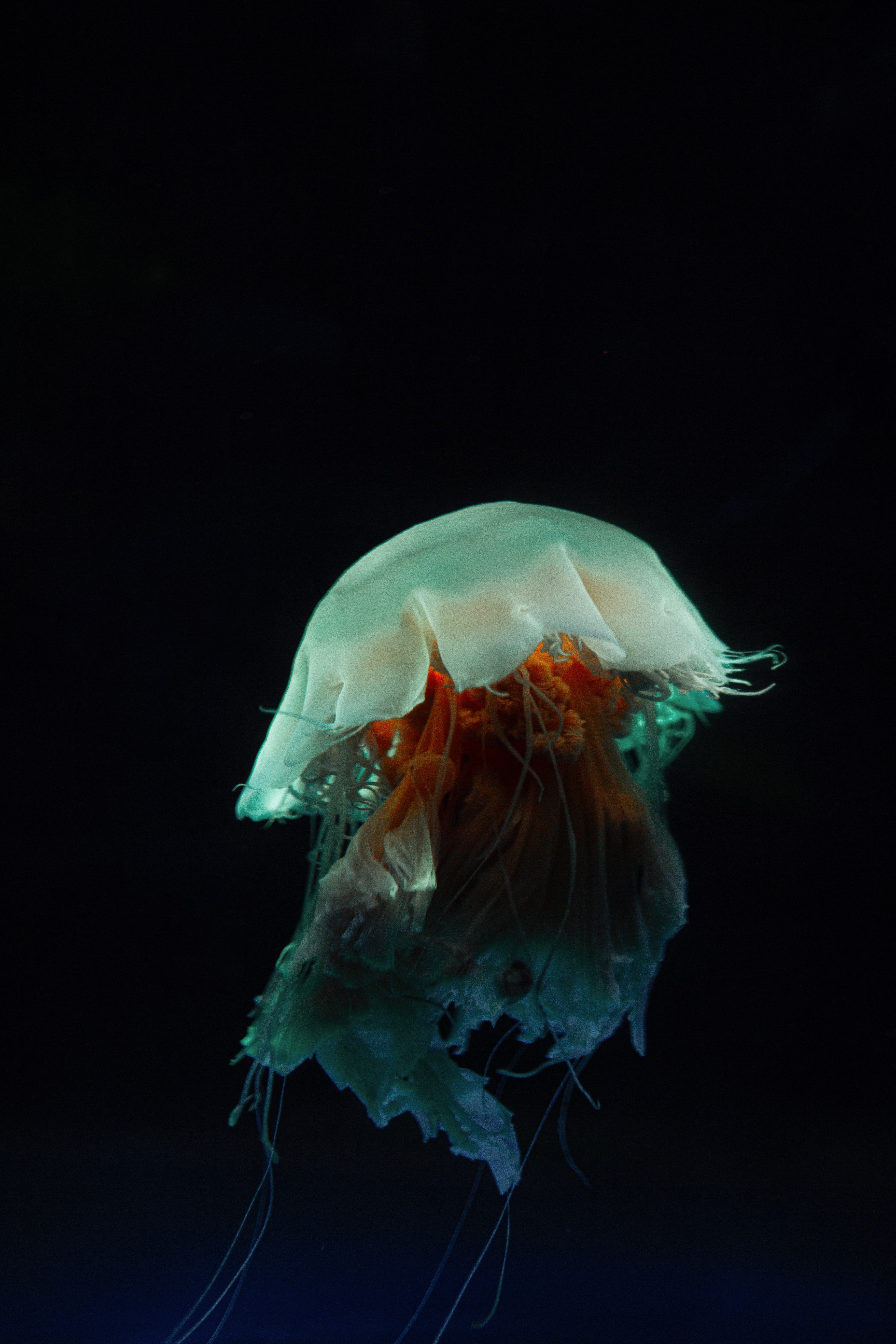 89495 завантажити шпалери медуза, тварини, темний, підводний світ, щупальця - заставки і картинки безкоштовно