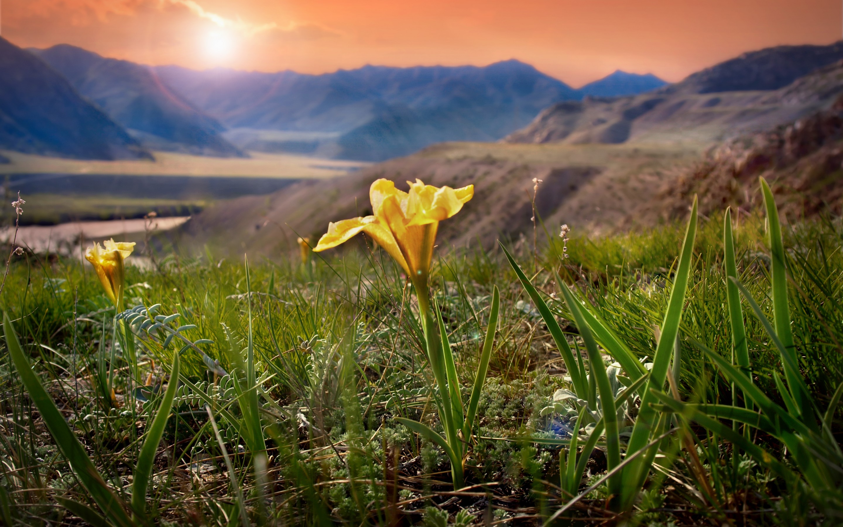 Descarga gratuita de fondo de pantalla para móvil de Flores, Flor, Tierra/naturaleza.