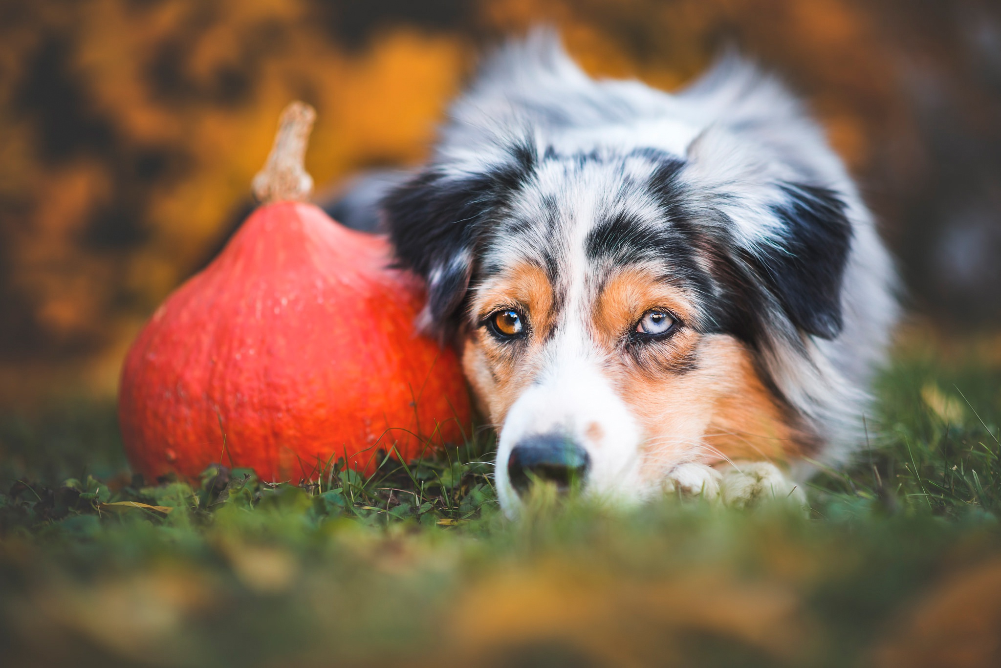 Descarga gratuita de fondo de pantalla para móvil de Animales, Perros, Perro, Pastor Australiano.