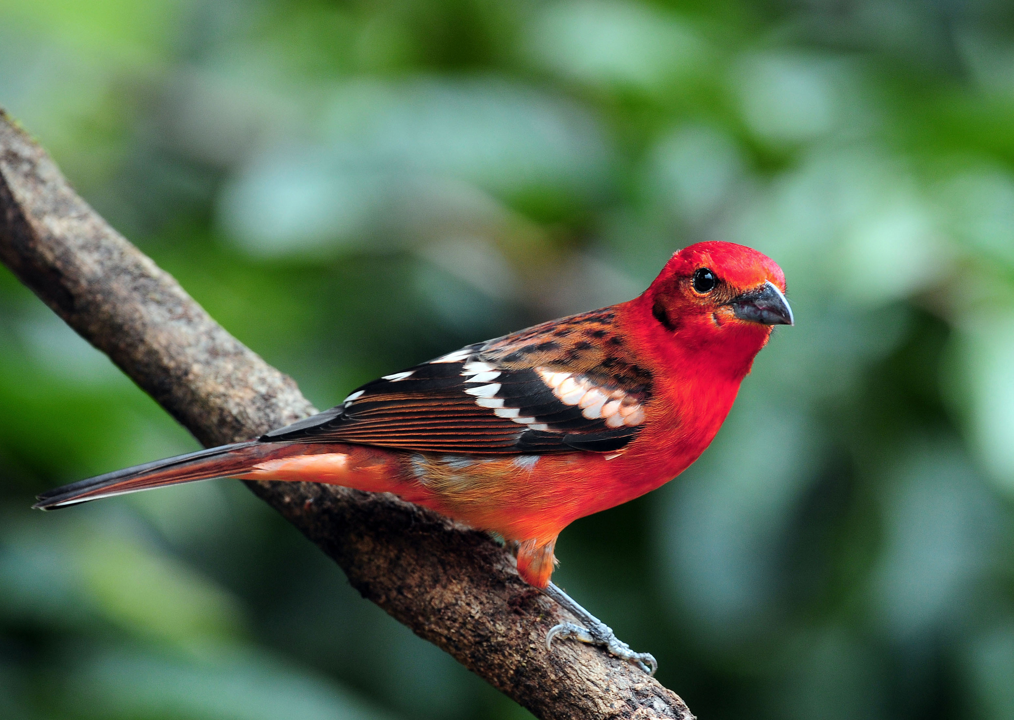 Descarga gratuita de fondo de pantalla para móvil de Animales, Rama, Bokeh, Aves, Ave.