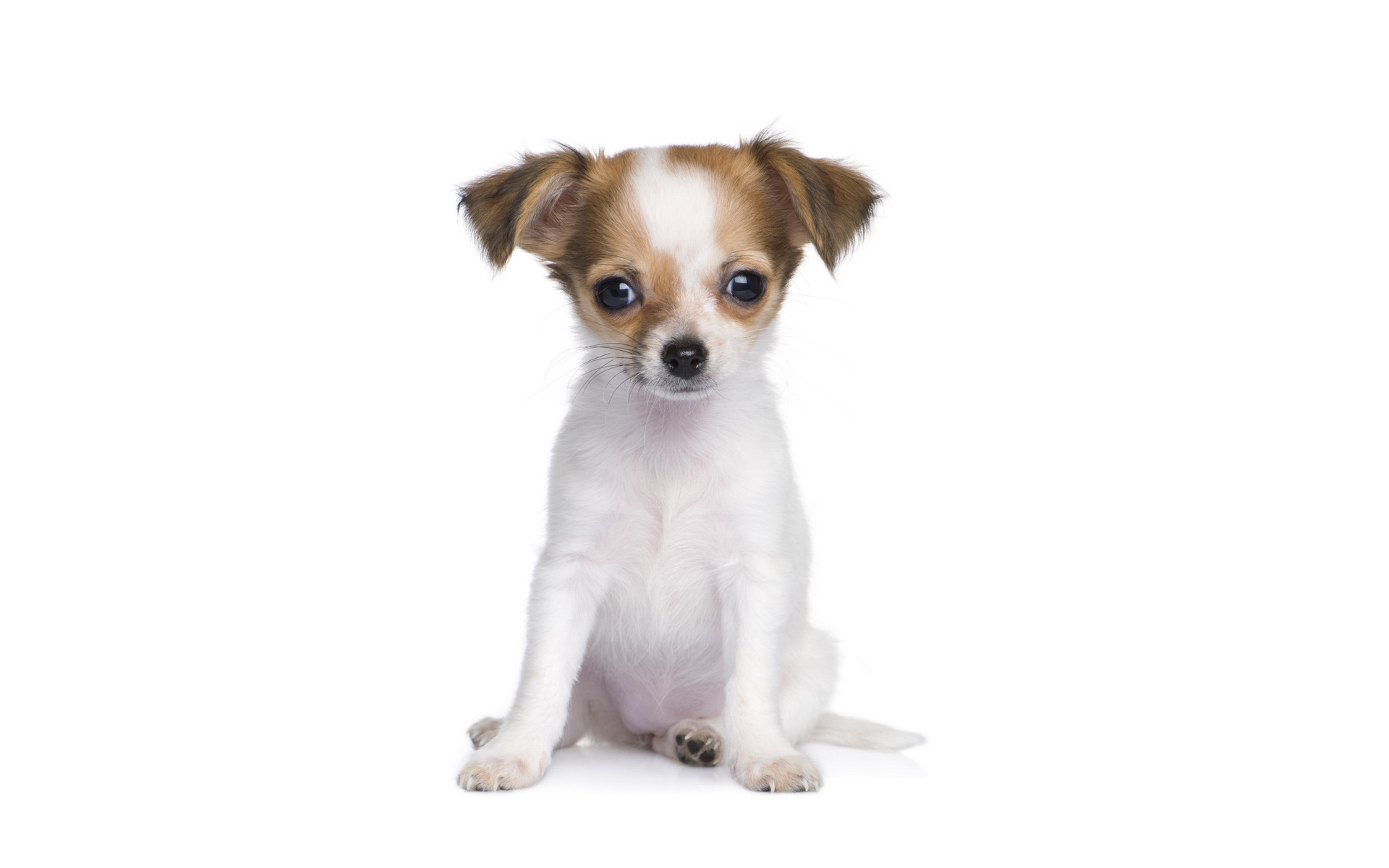 PCデスクトップに子犬, 犬, 動物画像を無料でダウンロード