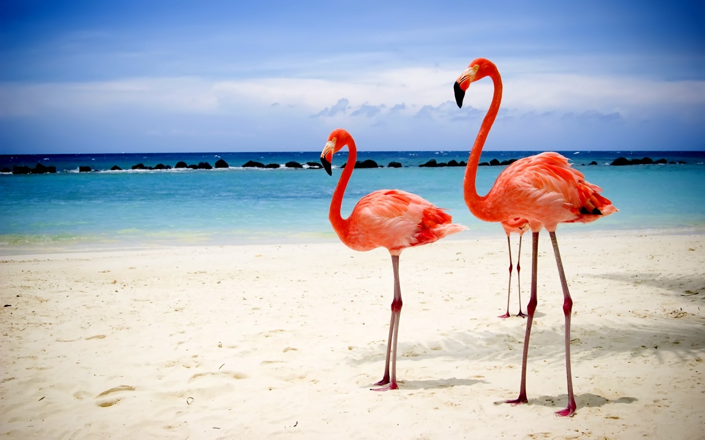 Download mobile wallpaper Flamingo, Animal for free.