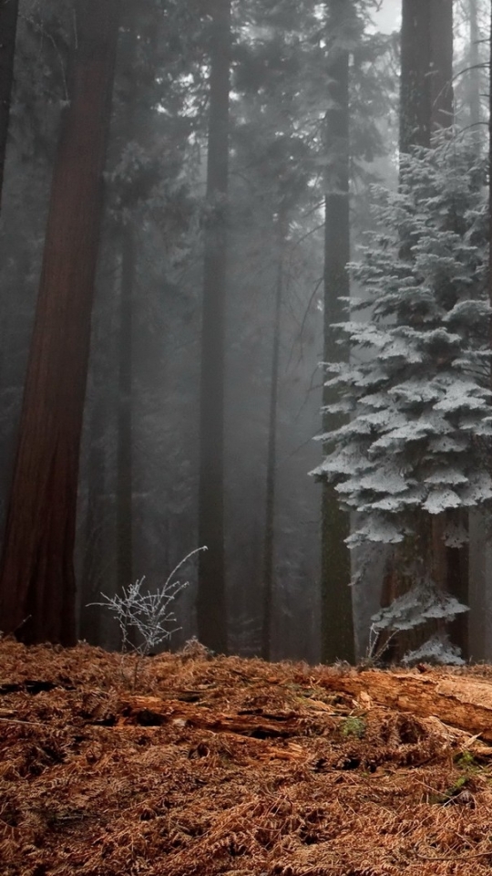 Скачать картинку Лес, Дерево, Туман, Мороз, Земля/природа в телефон бесплатно.