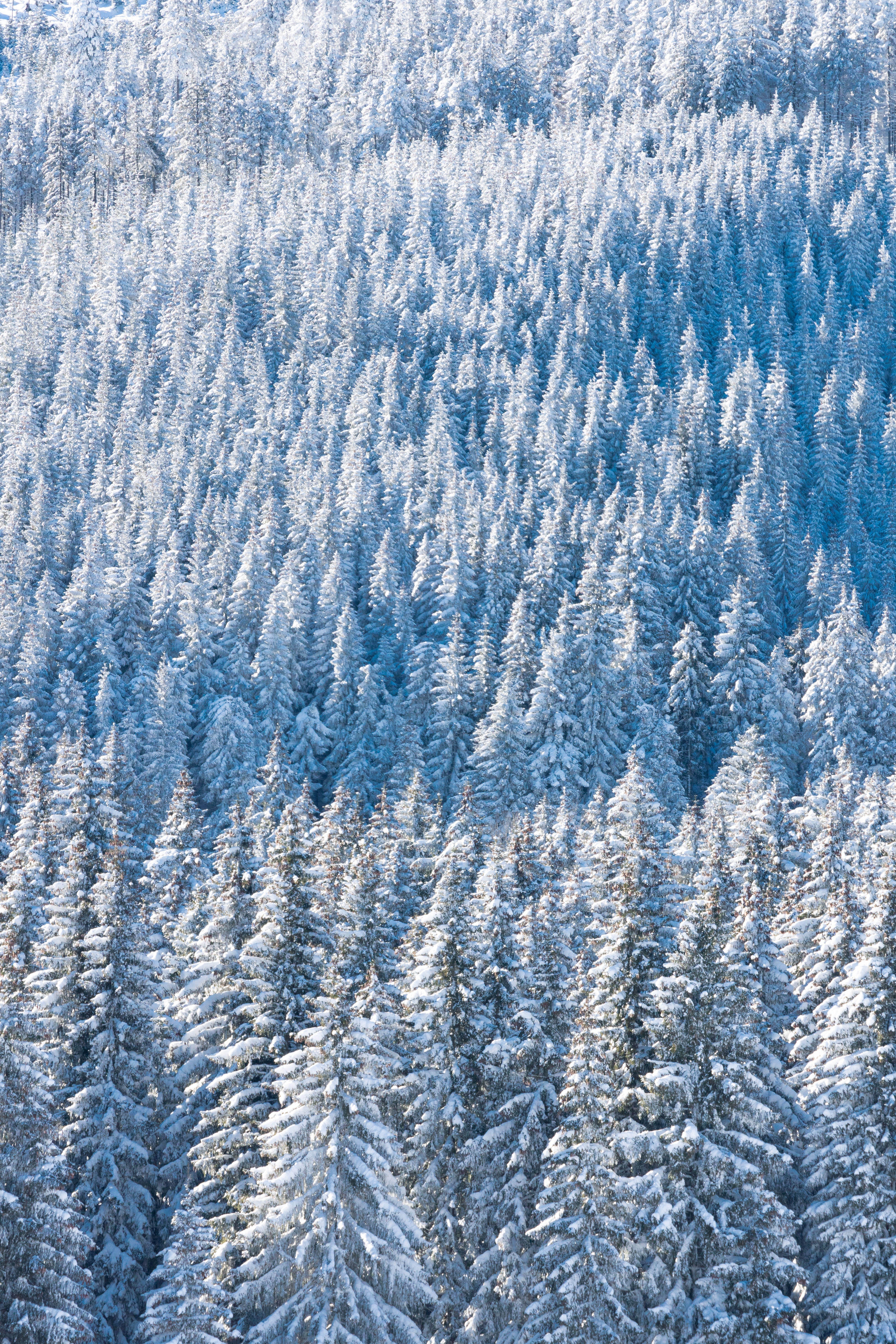 PCデスクトップに冬, 自然, 雪, モミの木, 上から見る, 森林, 森画像を無料でダウンロード