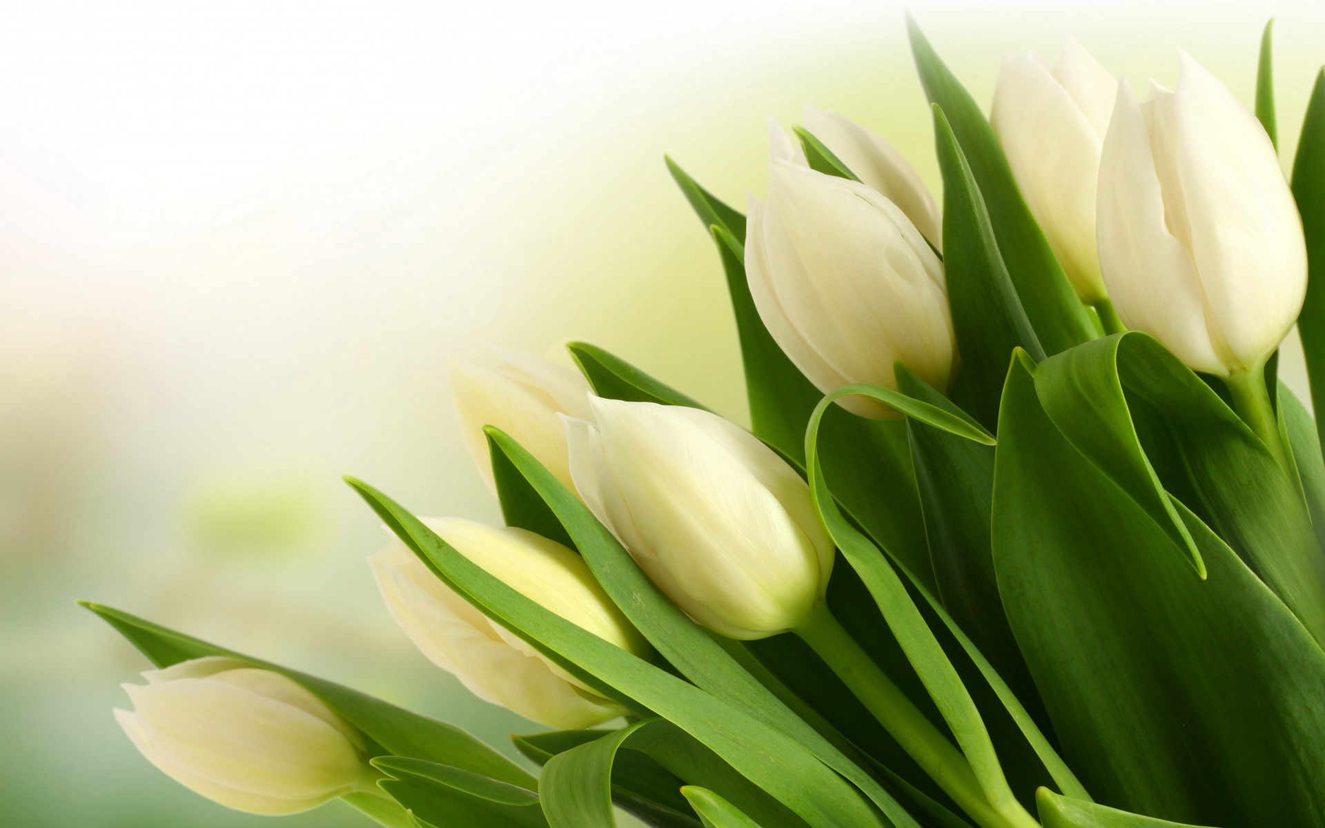 Free download wallpaper Earth, Tulip on your PC desktop