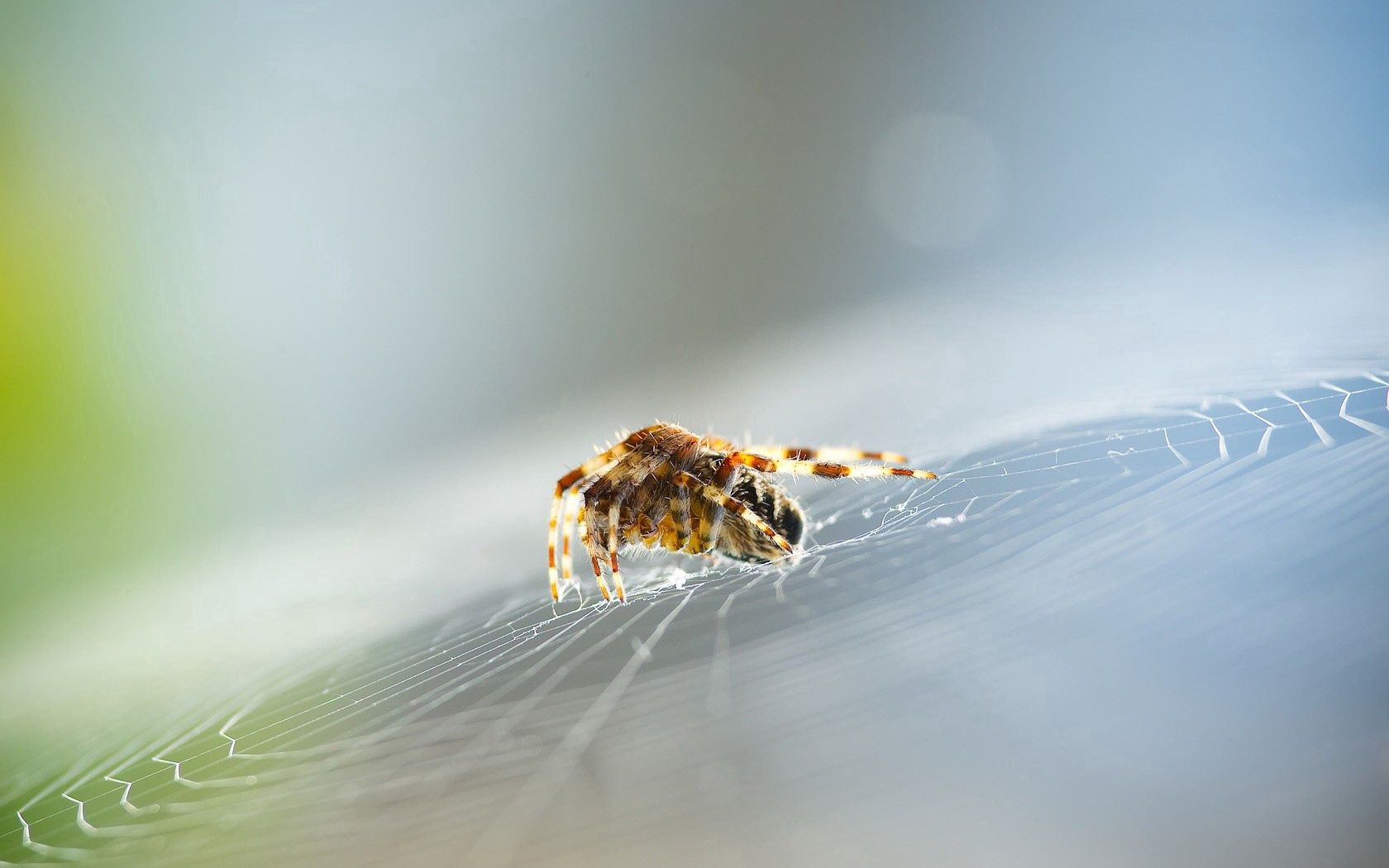 Download mobile wallpaper Animals, Spider, Web, Insect for free.