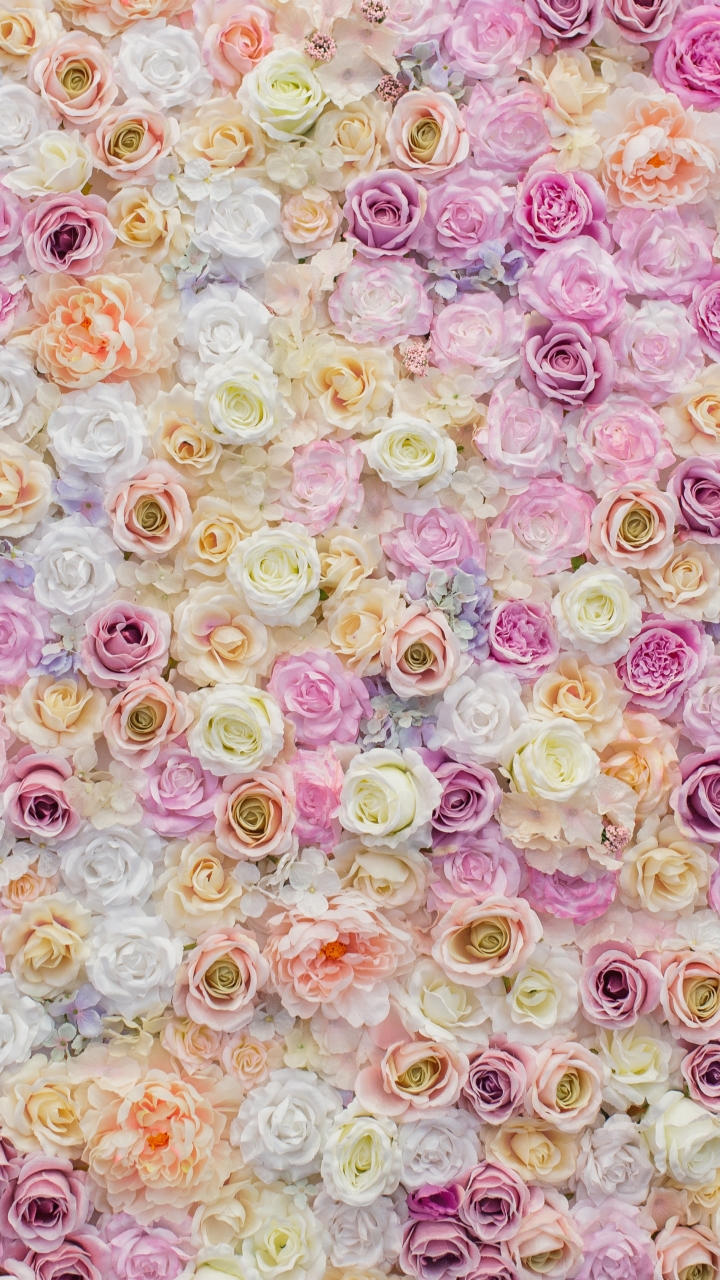 Handy-Wallpaper Blumen, Blume, Rose, Weiße Blume, Erde/natur, Pinke Blume kostenlos herunterladen.