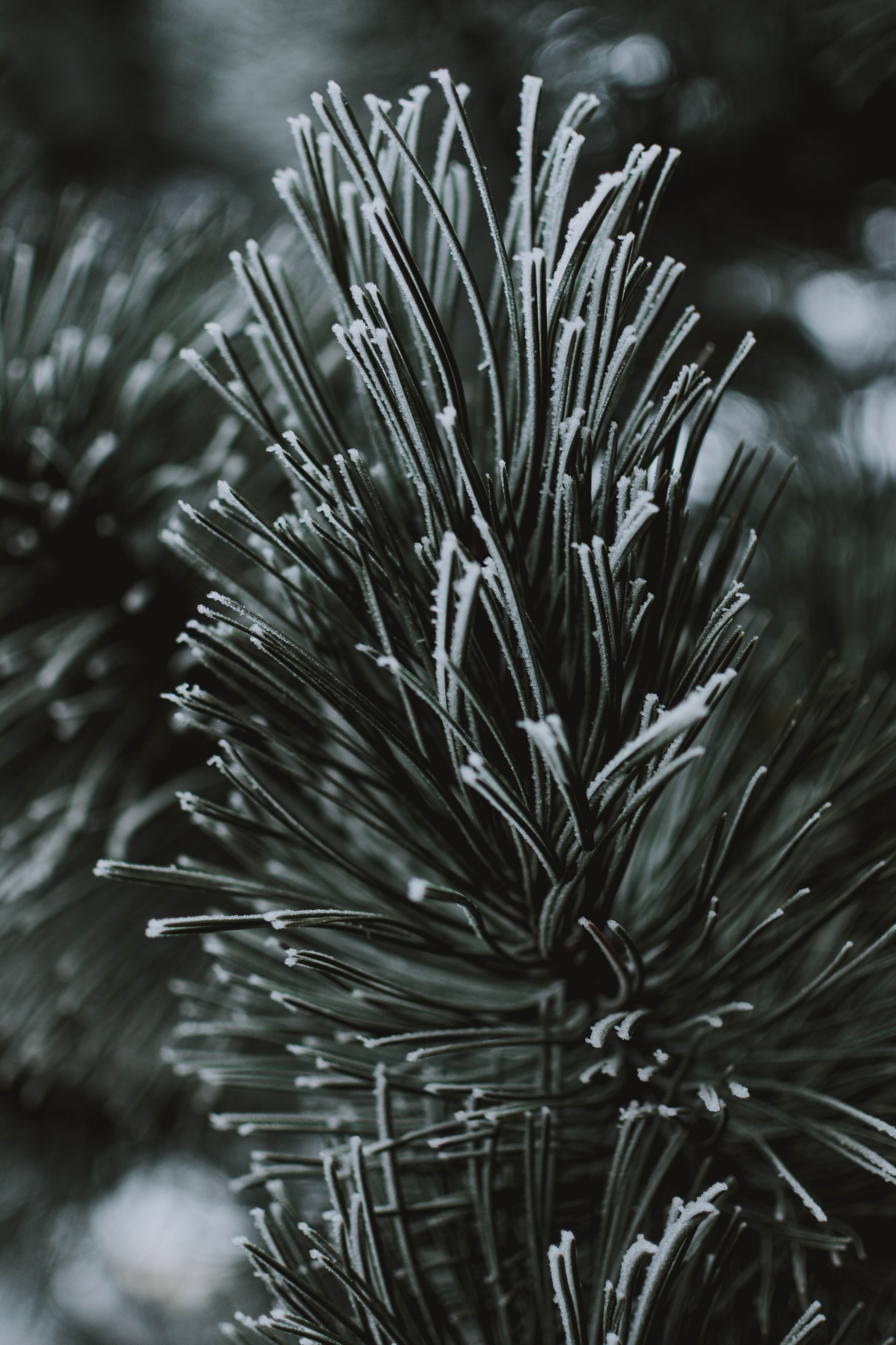 Download mobile wallpaper Frost, Needles, Hoarfrost, Branch, Macro for free.