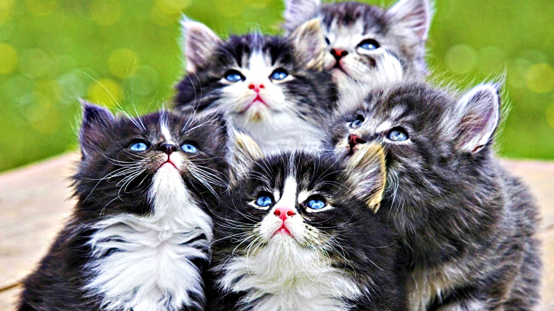 animal, cat, fluffy, kitten, white, cats Panoramic Wallpaper