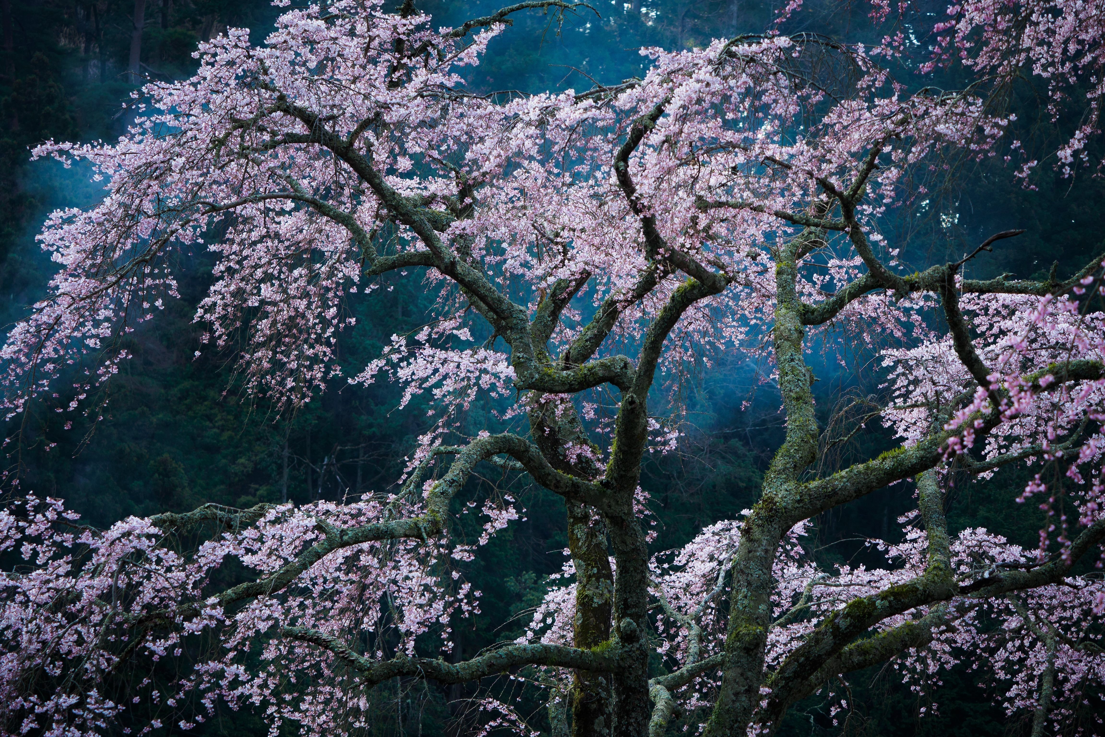 Download mobile wallpaper Flowers, Night, Sakura, Tree, Earth, Blossom, Pink Flower for free.