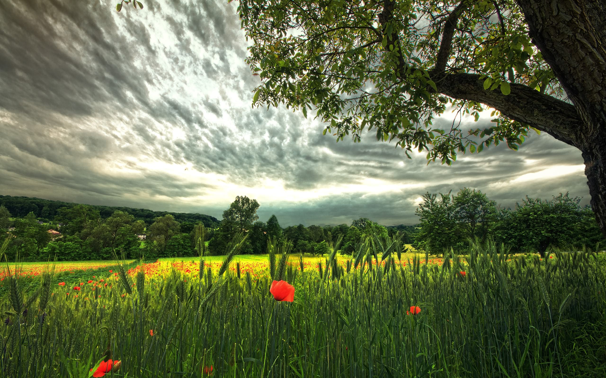 Download mobile wallpaper Earth, Poppy for free.