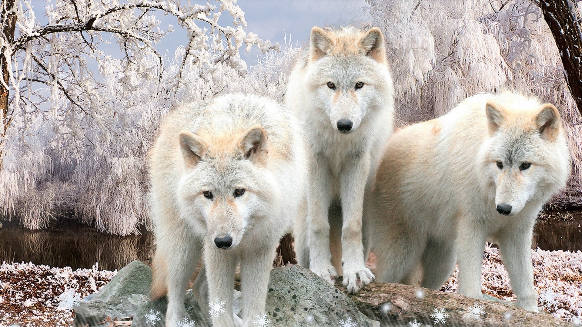 429678 descargar imagen nieve, animales, lobo, lobo blanco, invierno, wolves: fondos de pantalla y protectores de pantalla gratis