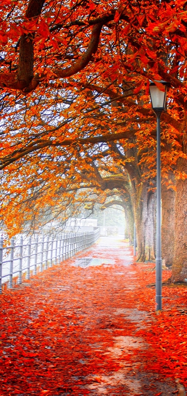 Скачать картинку Осень, Парк, Дерево, Лист, Ограда, Листва, Изгородь, Фотографии, Падать, Оранжевый Цвет) в телефон бесплатно.