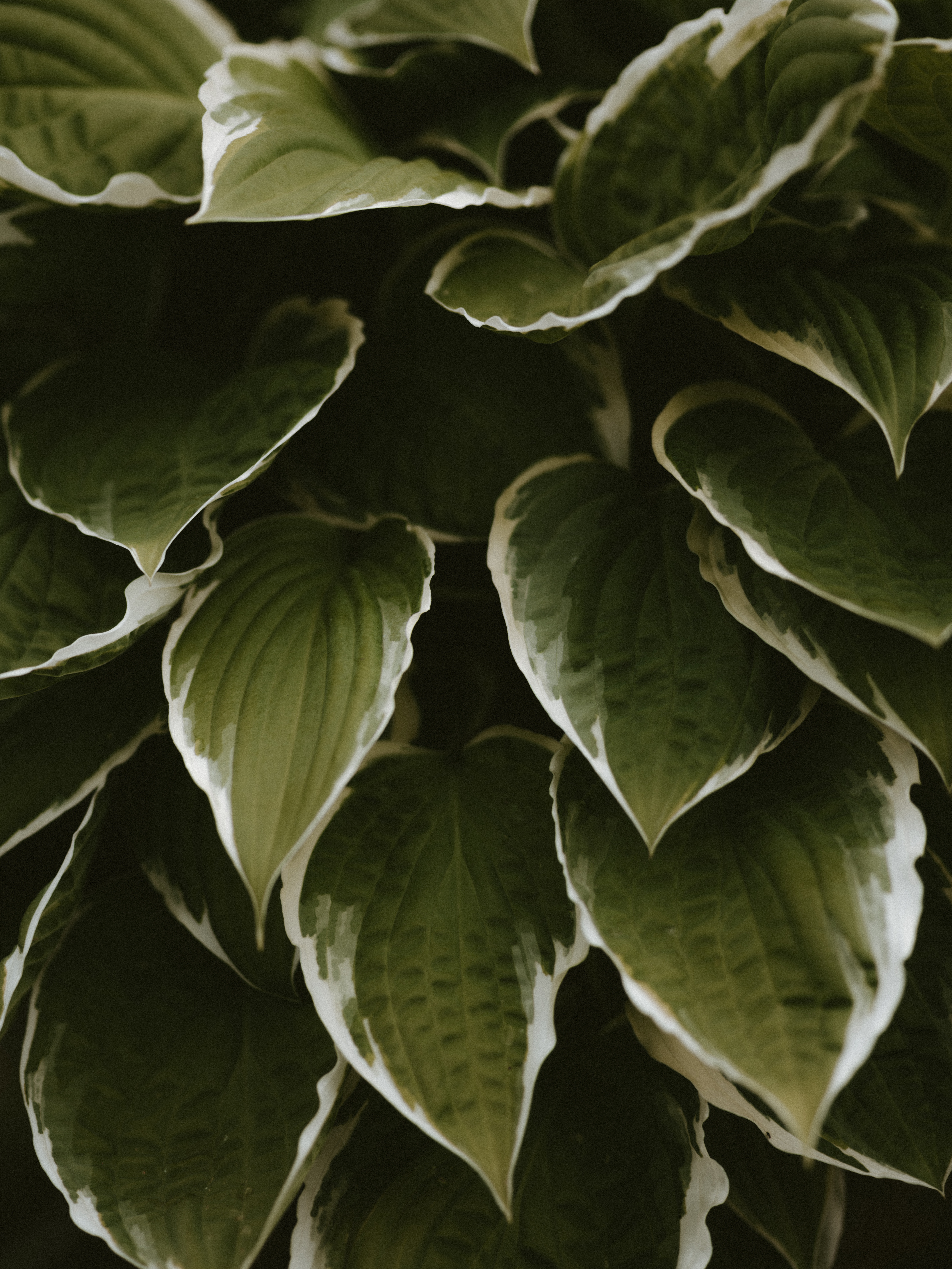 Laden Sie das Blätter, Makro, Exotisch, Pflanze-Bild kostenlos auf Ihren PC-Desktop herunter