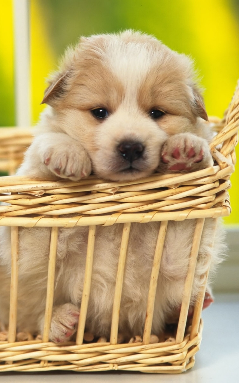 Download mobile wallpaper Dogs, Dog, Animal, Puppy, Baby Animal for free.