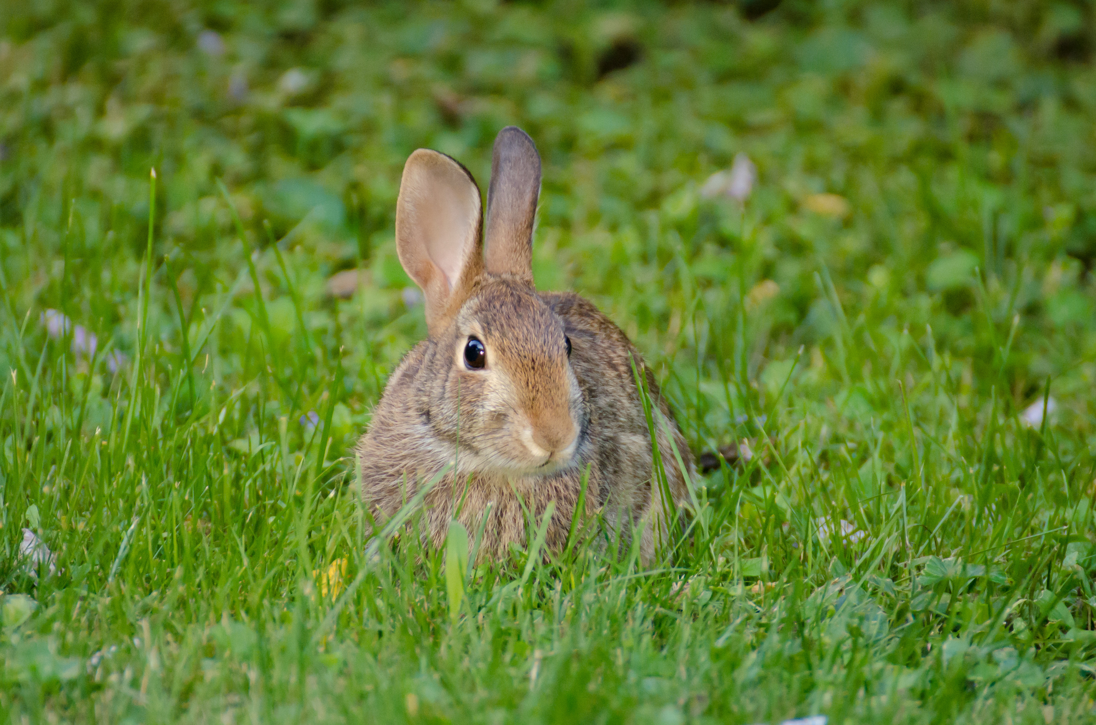 Free download wallpaper Animals, Fluffy, Sight, Opinion, Animal, Rabbit, Hare on your PC desktop