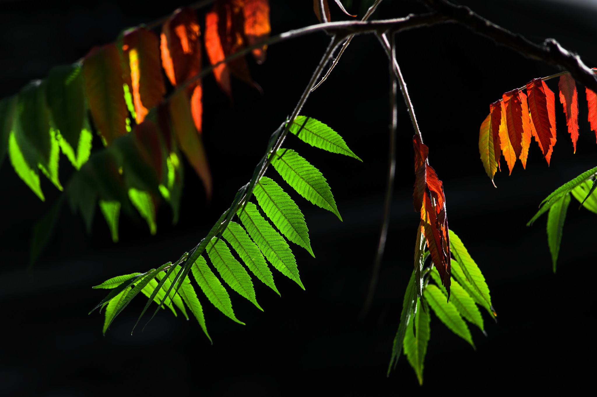 Descarga gratuita de fondo de pantalla para móvil de Naturaleza, Hoja, Rama, Tierra/naturaleza.