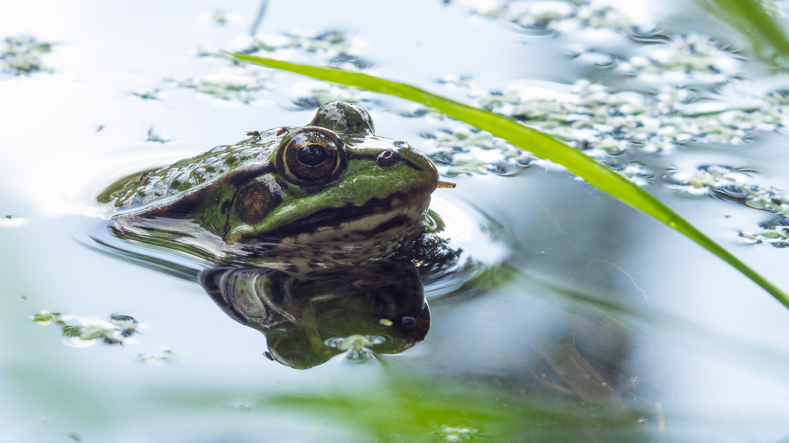 Free download wallpaper Frogs, Animal, Frog, Tree Frog on your PC desktop