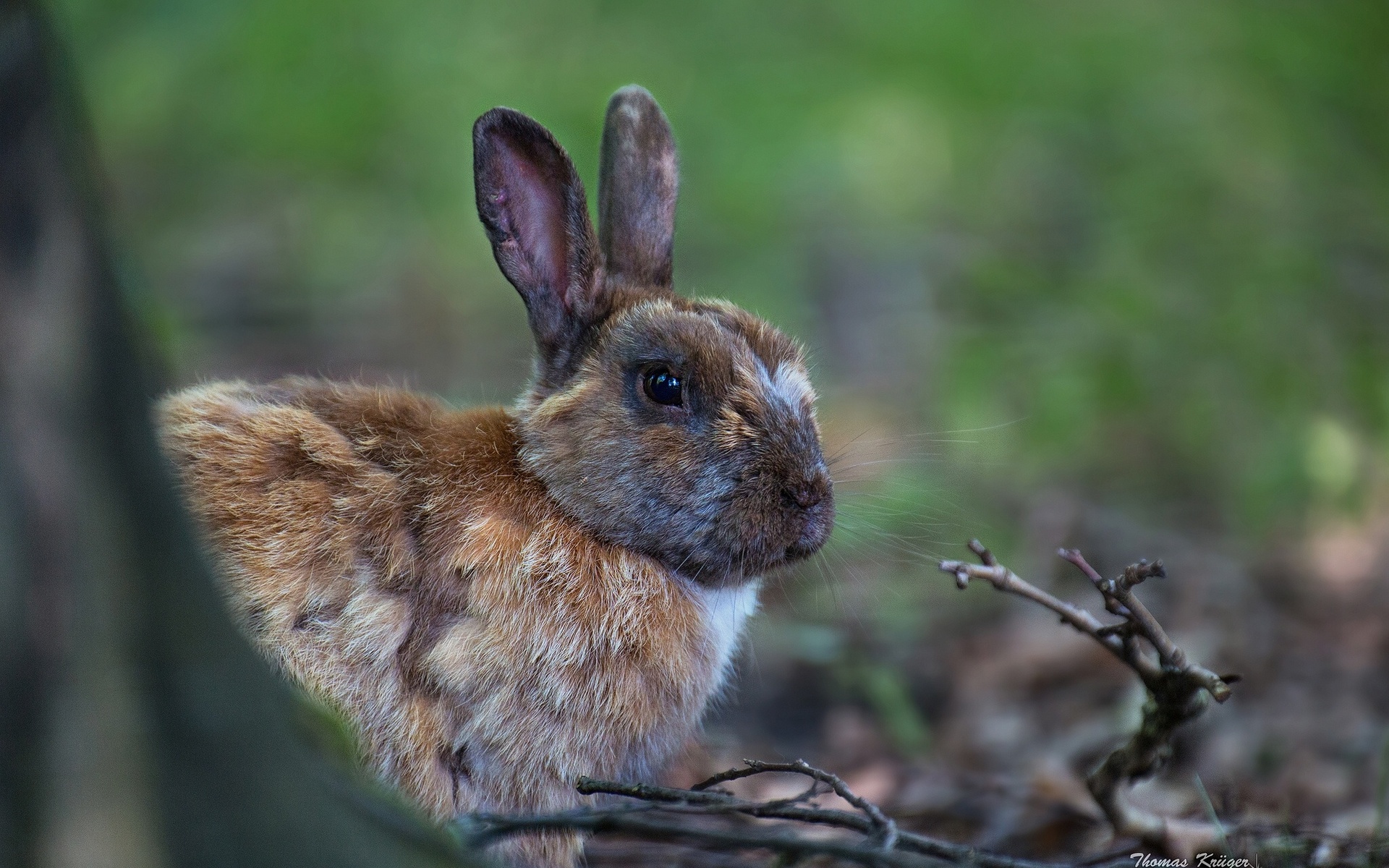 Descarga gratuita de fondo de pantalla para móvil de Animales, Conejo.