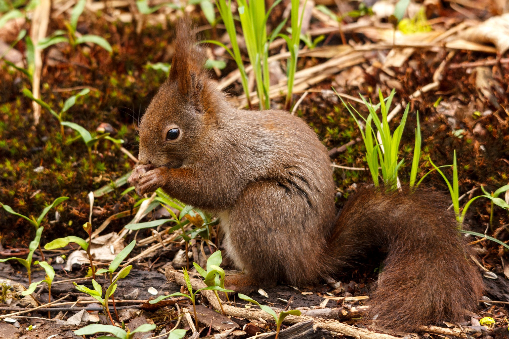 Download mobile wallpaper Squirrel, Animal for free.