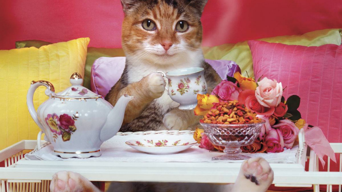 Завантажити шпалери безкоштовно Гумор, Кішка, Коти картинка на робочий стіл ПК