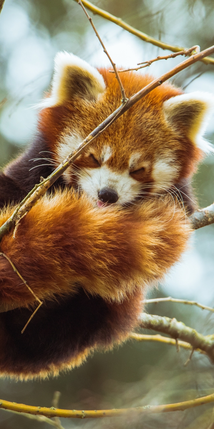 Descarga gratuita de fondo de pantalla para móvil de Animales, Panda Rojo.