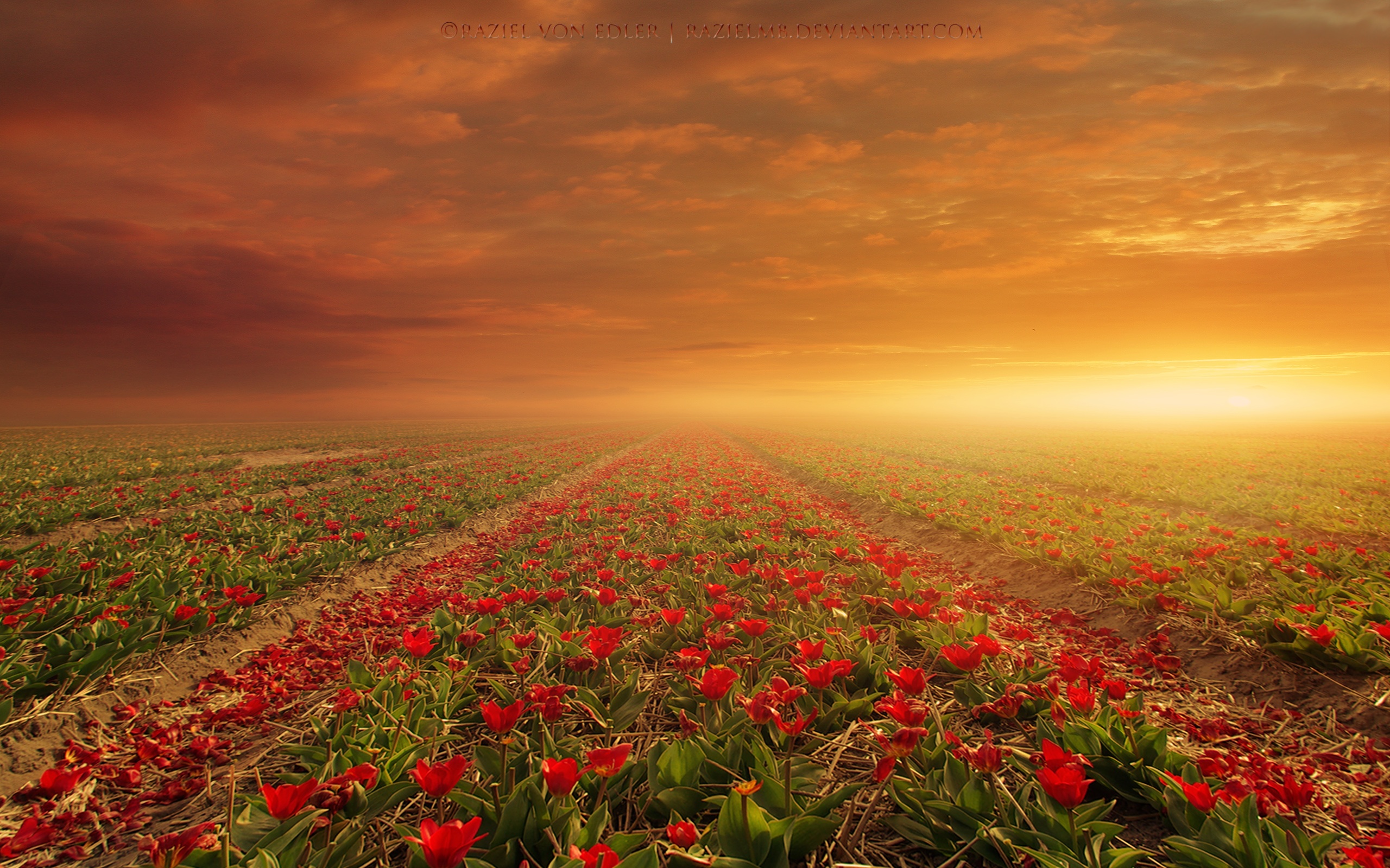 Laden Sie das Blumen, Blume, Erde/natur-Bild kostenlos auf Ihren PC-Desktop herunter