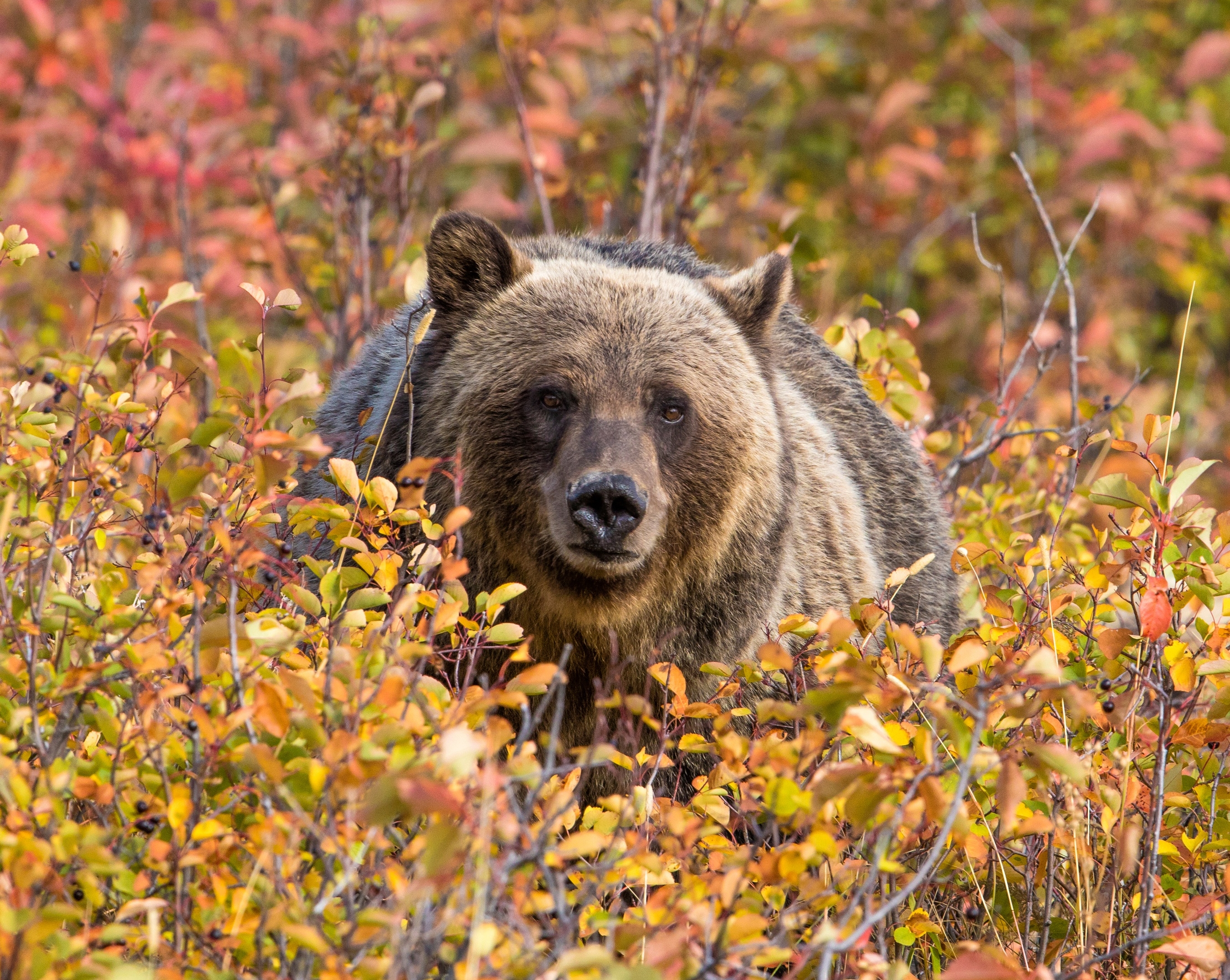 483696 télécharger le fond d'écran grizzli, animaux, grisonnant, ours - économiseurs d'écran et images gratuitement