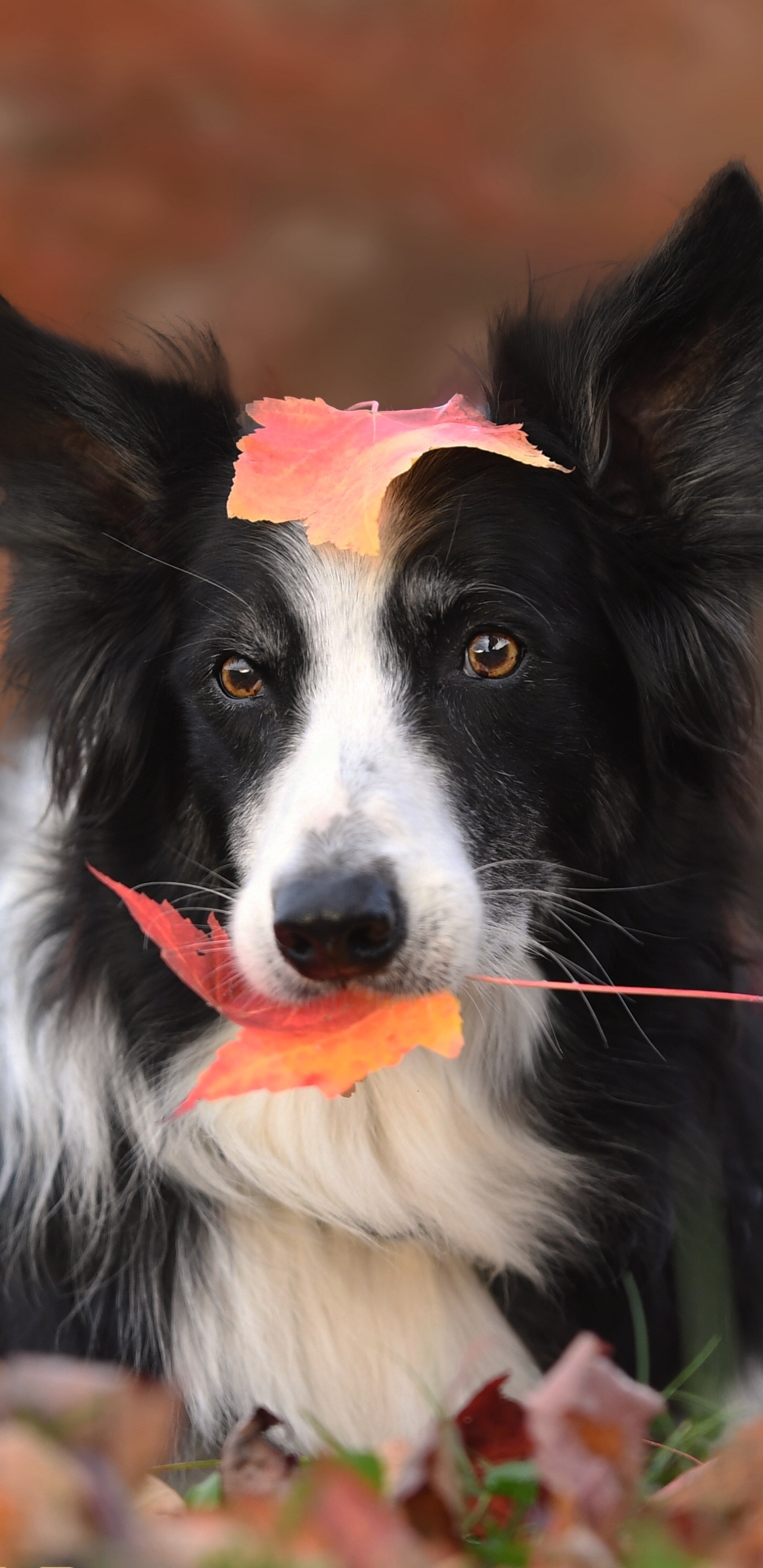 Handy-Wallpaper Tiere, Hunde, Herbst, Hund, Blatt, Border Collie kostenlos herunterladen.