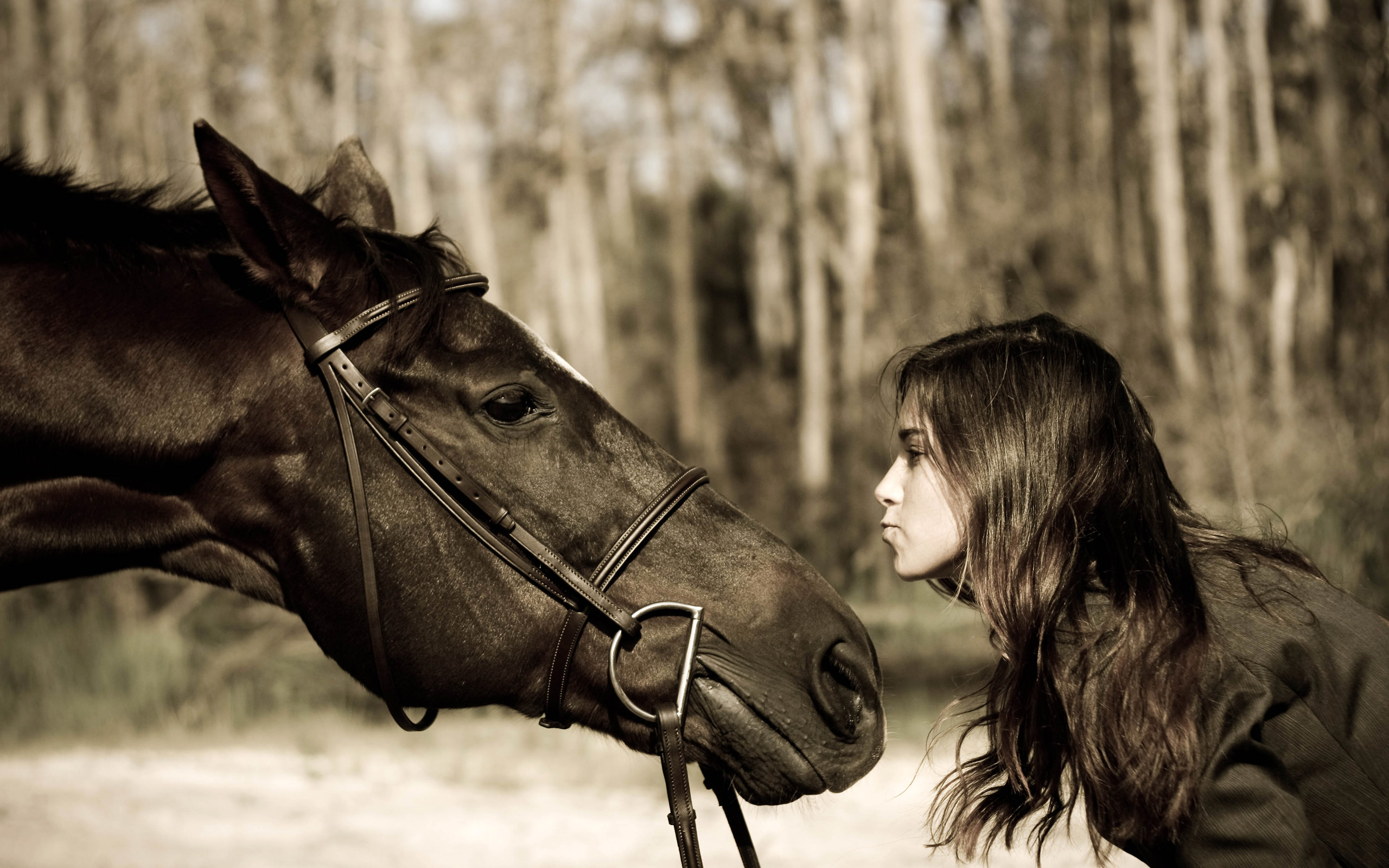 Descarga gratuita de fondo de pantalla para móvil de Animales, Caballo.