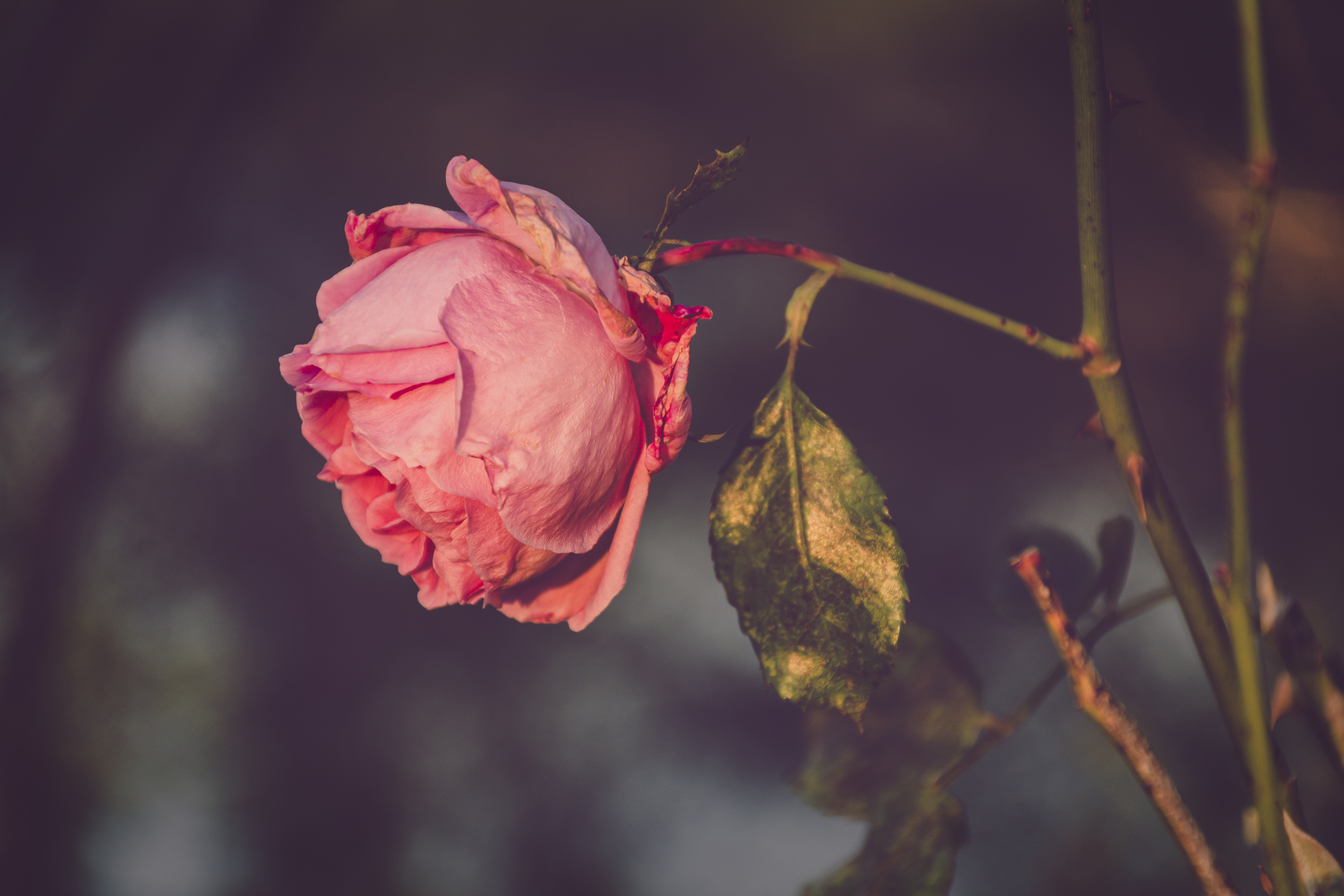Скачати мобільні шпалери Роза, Земля, Рожева Квітка, Рожева Троянда, Флауерзи безкоштовно.