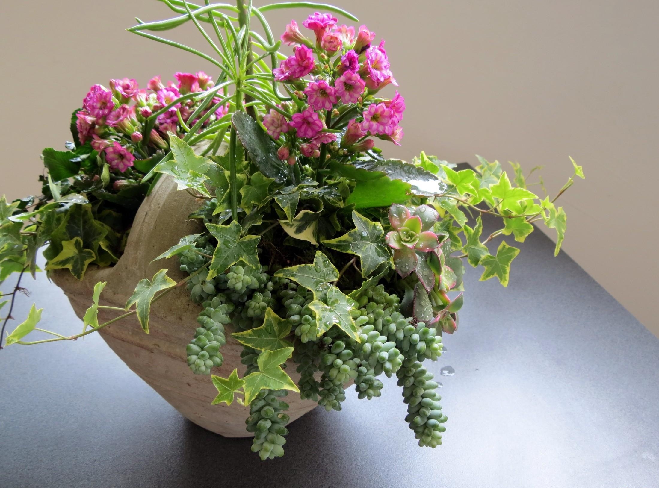 flowers, drops, greens, freshness, composition, kalanchoe