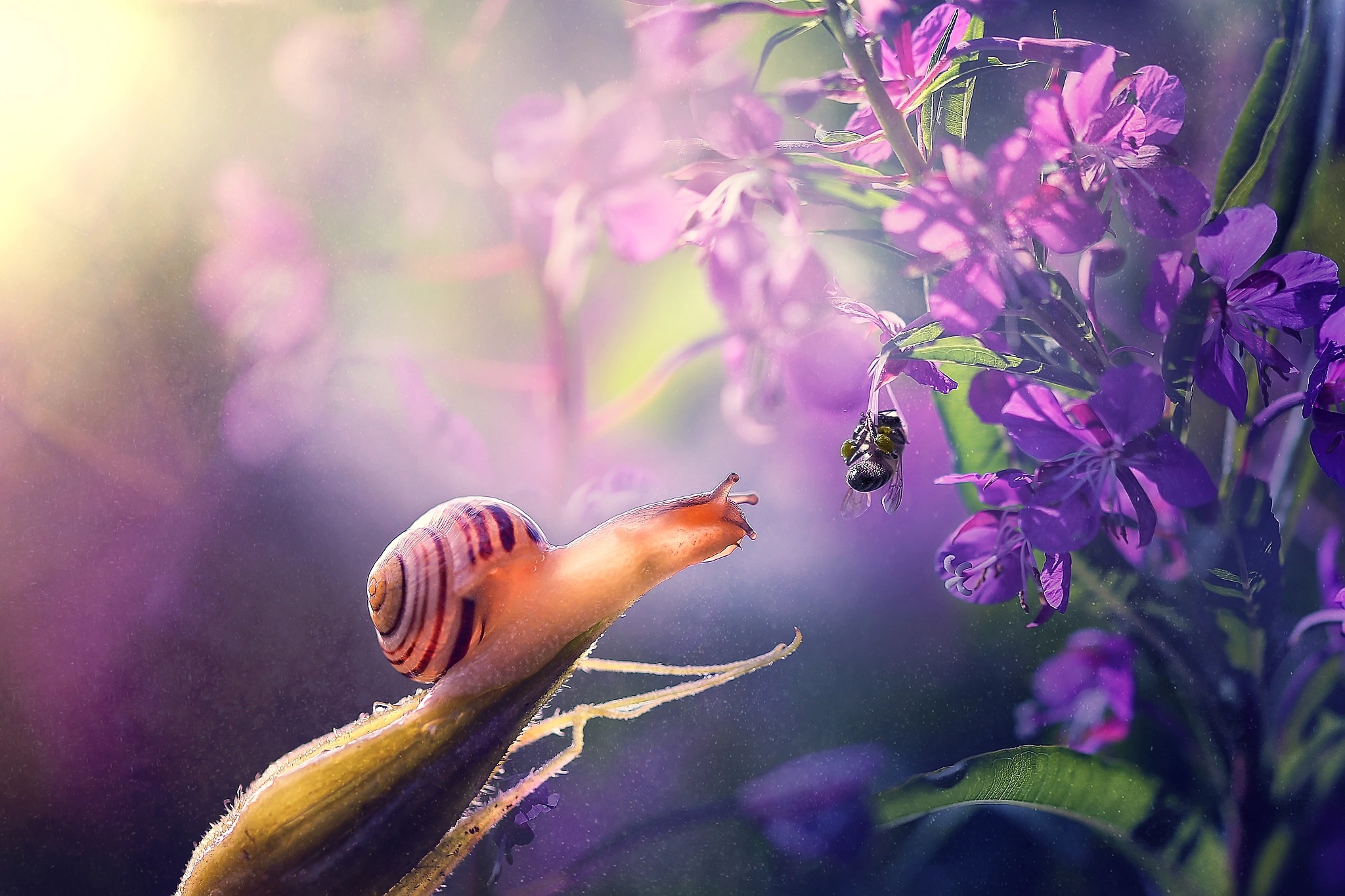 Laden Sie das Tiere, Blume, Makro, Biene, Schnecke, Lila Blume-Bild kostenlos auf Ihren PC-Desktop herunter