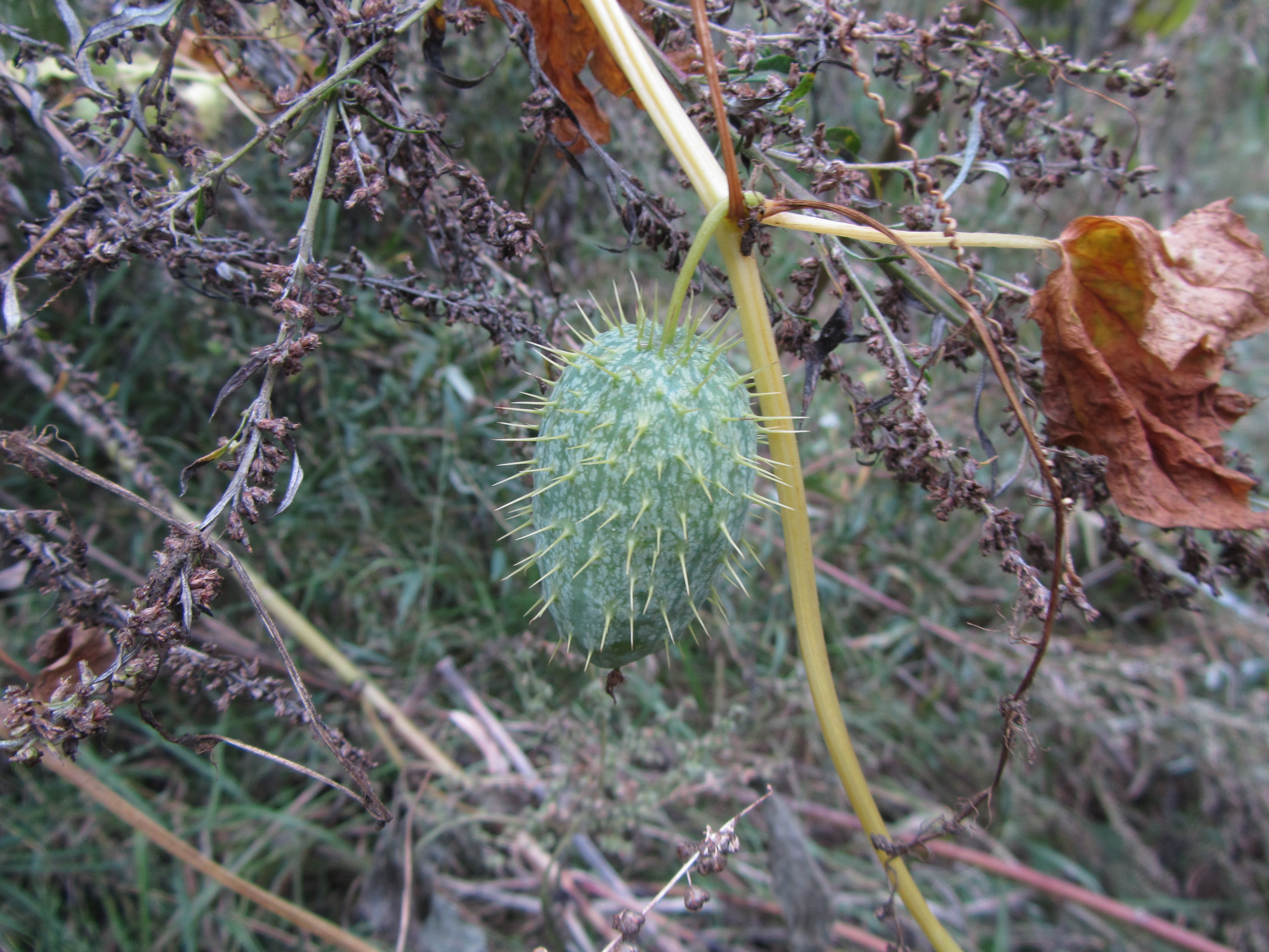 Descarga gratis la imagen Planta, Tierra/naturaleza en el escritorio de tu PC