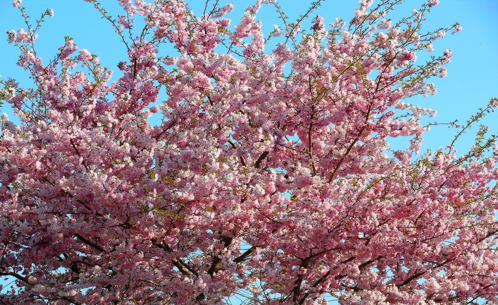 Download mobile wallpaper Branches, Sky, Flowering, Flowers, Bloom, Spring, Mood, Sakura for free.