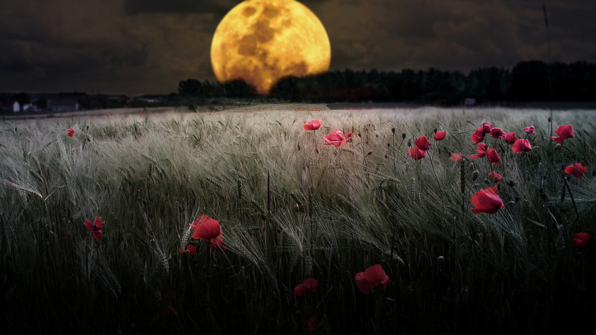 Téléchargez gratuitement l'image Nuit, Lune, Été, Champ, Pleine Lune, Coquelicot, Fleur Rouge, Terre/nature sur le bureau de votre PC
