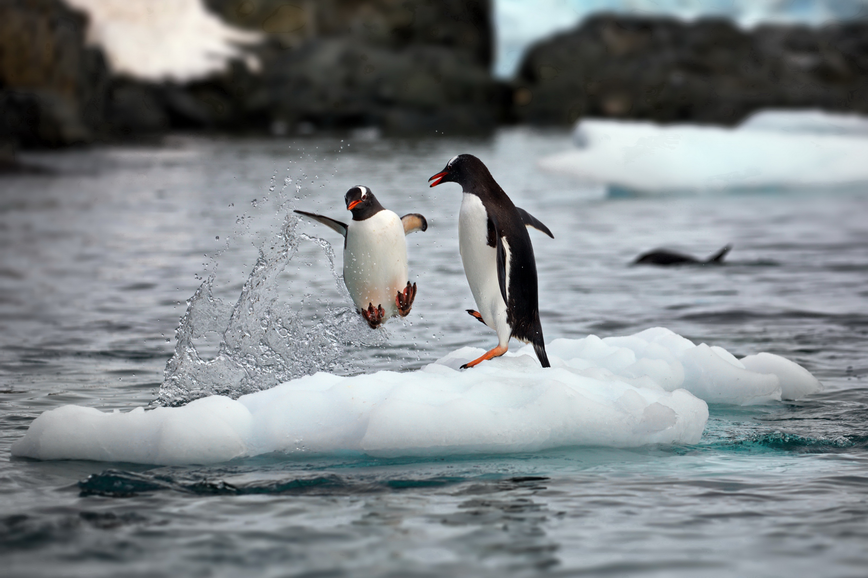 Baixar papel de parede para celular de Animais, Aves, Pinguim gratuito.